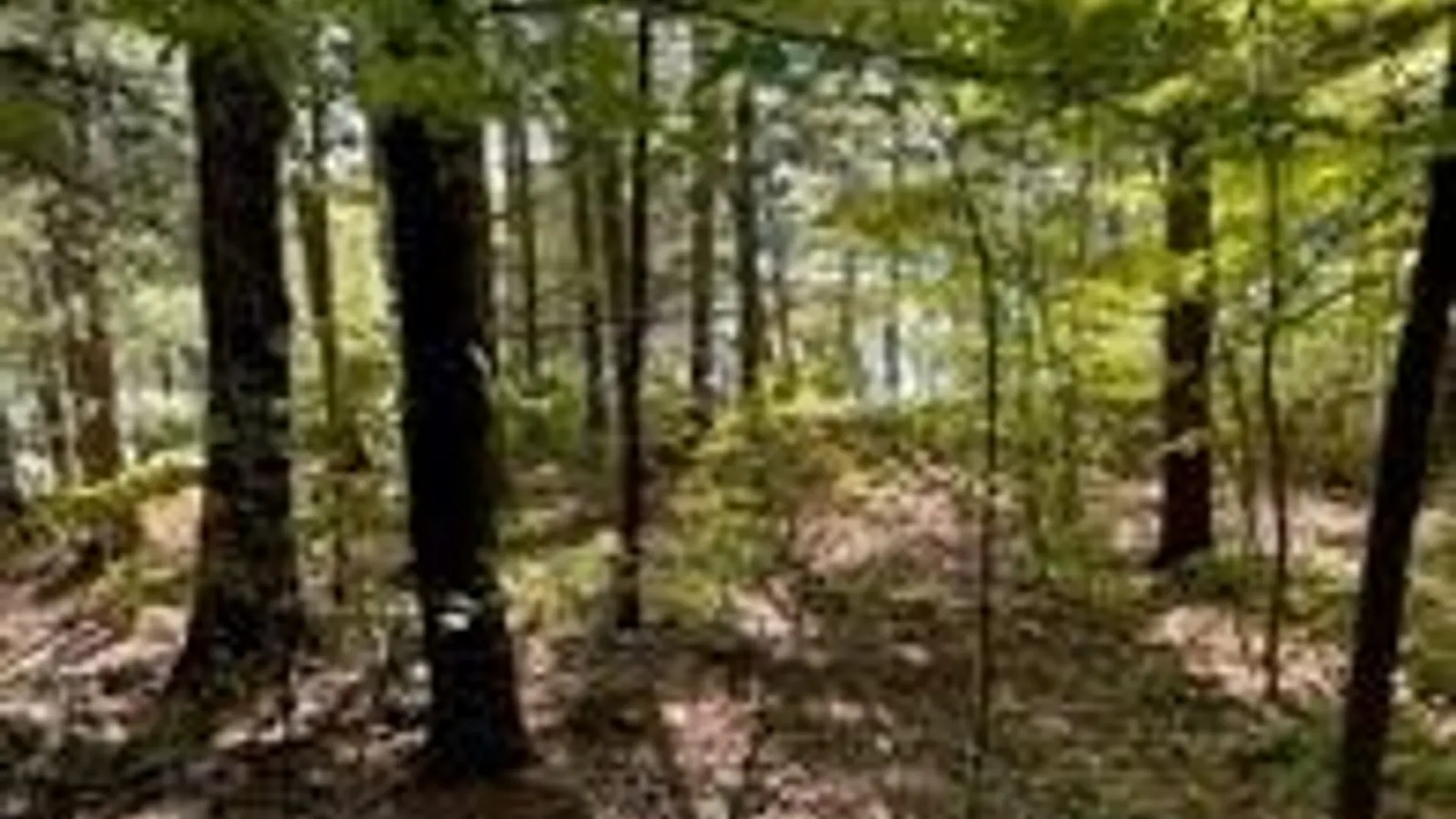 Property at 0 Big Island/Lot 10, Hammond, NY 13664 4