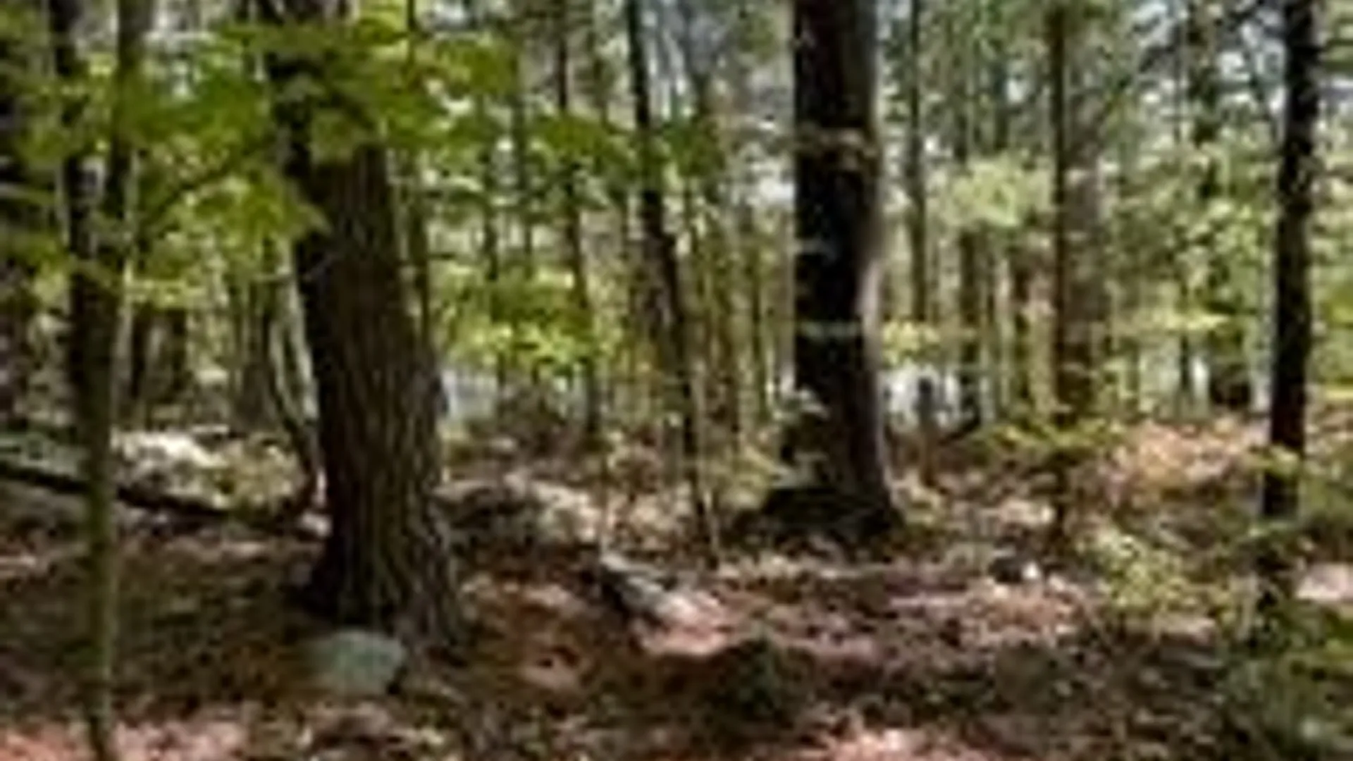 Property at 0 Big Island/Lot 10, Hammond, NY 13664 6