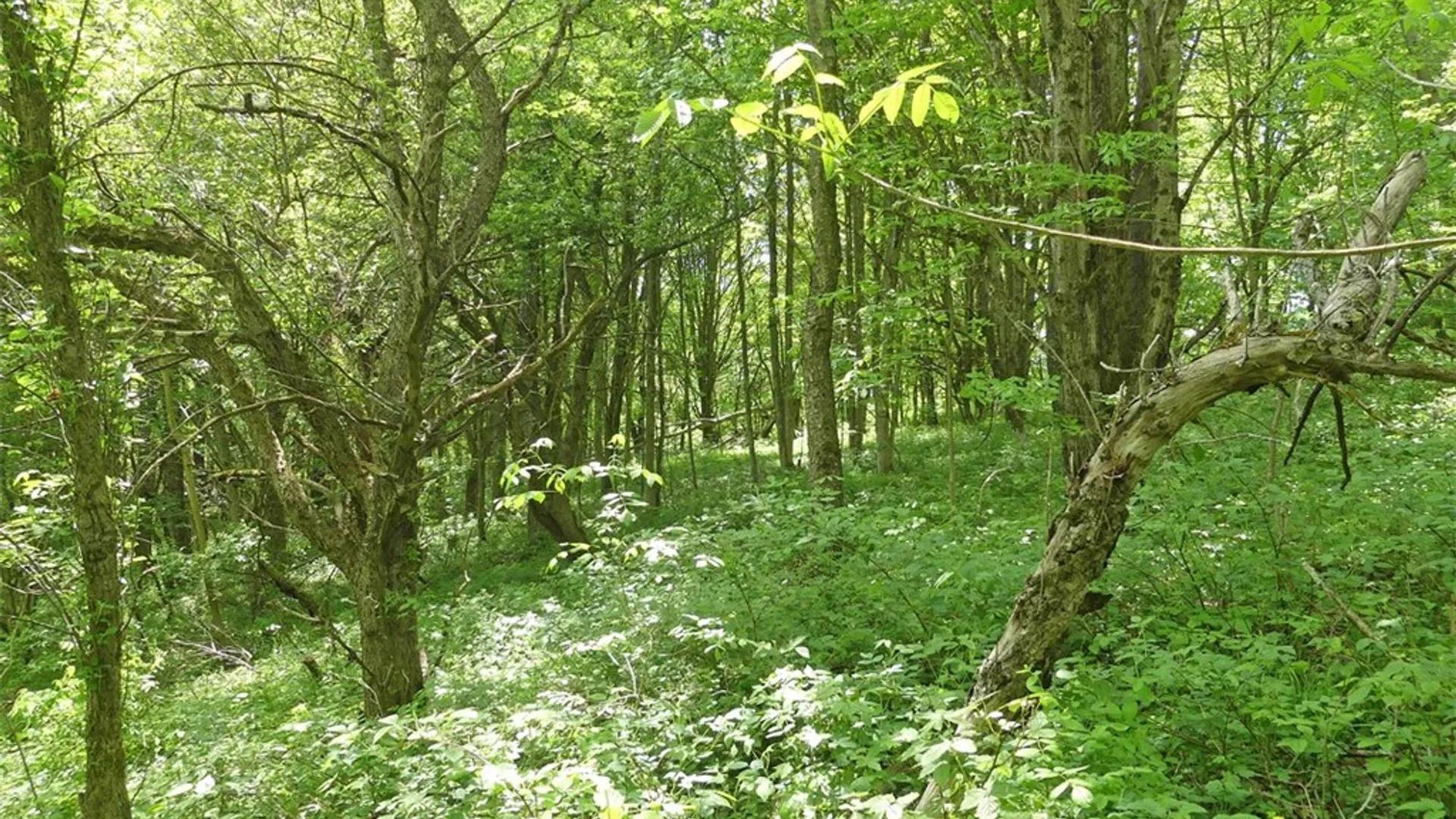 Property at Lot 19 Orchard Lane, Bovina, NY 13740 5