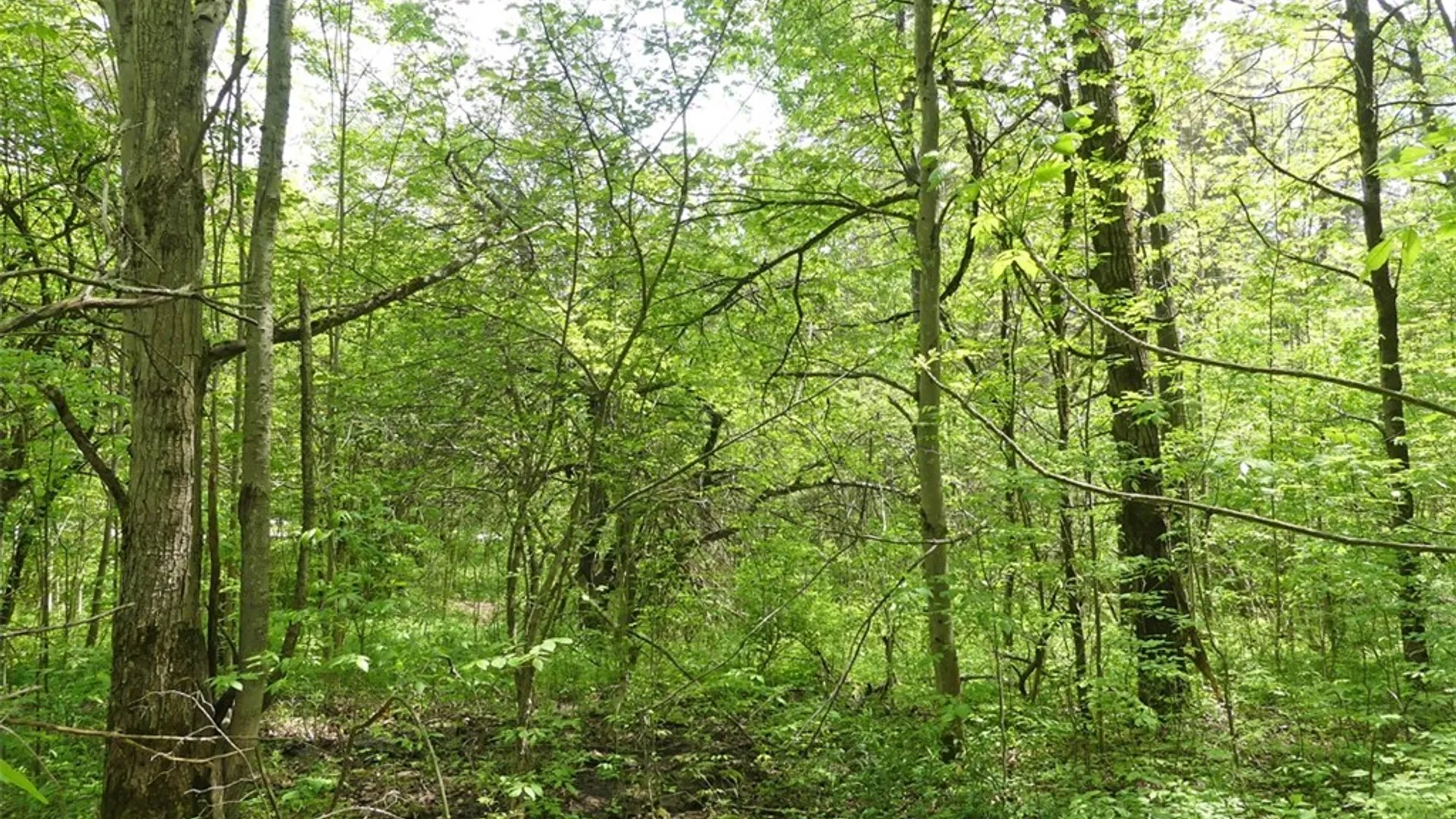 Property at Lot 19 Orchard Lane, Bovina, NY 13740 6