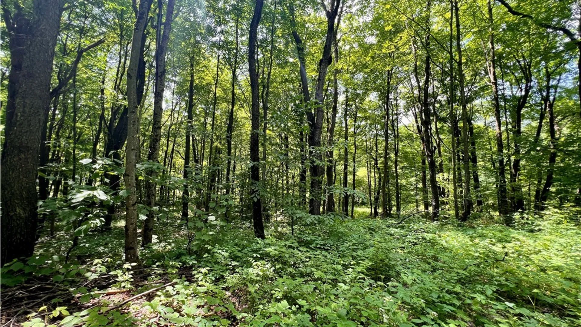 Property at 17 Cassio Road, Redfield, NY 13493 6