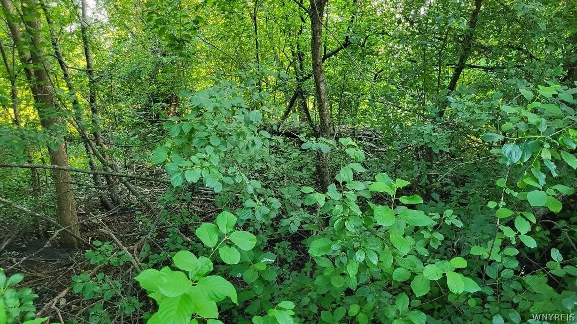 Property at 3209 Durham Road, Hamburg, NY 14075 5