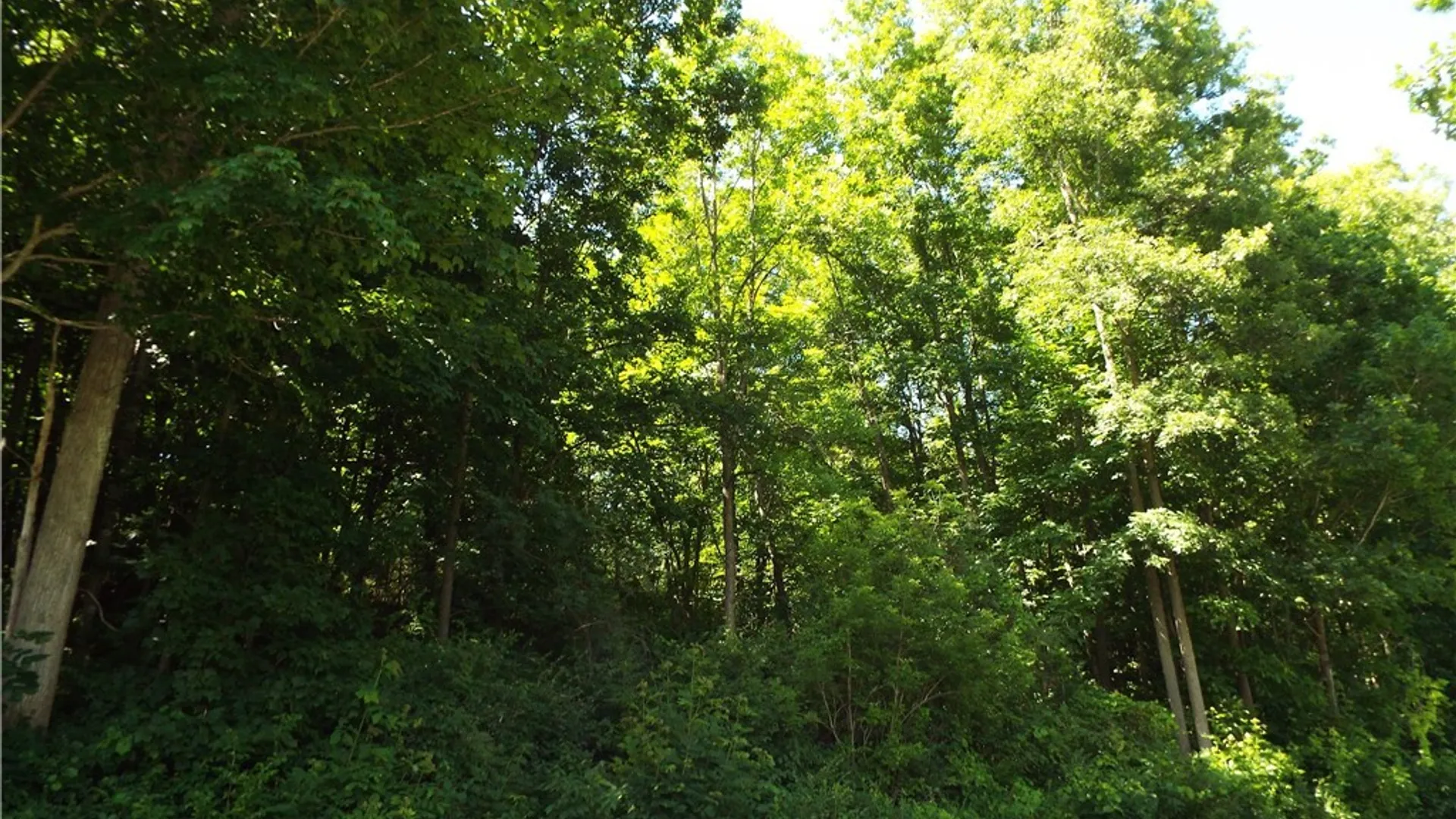 Property at 0 Co Rte 11, Clayton, NY 13624 3