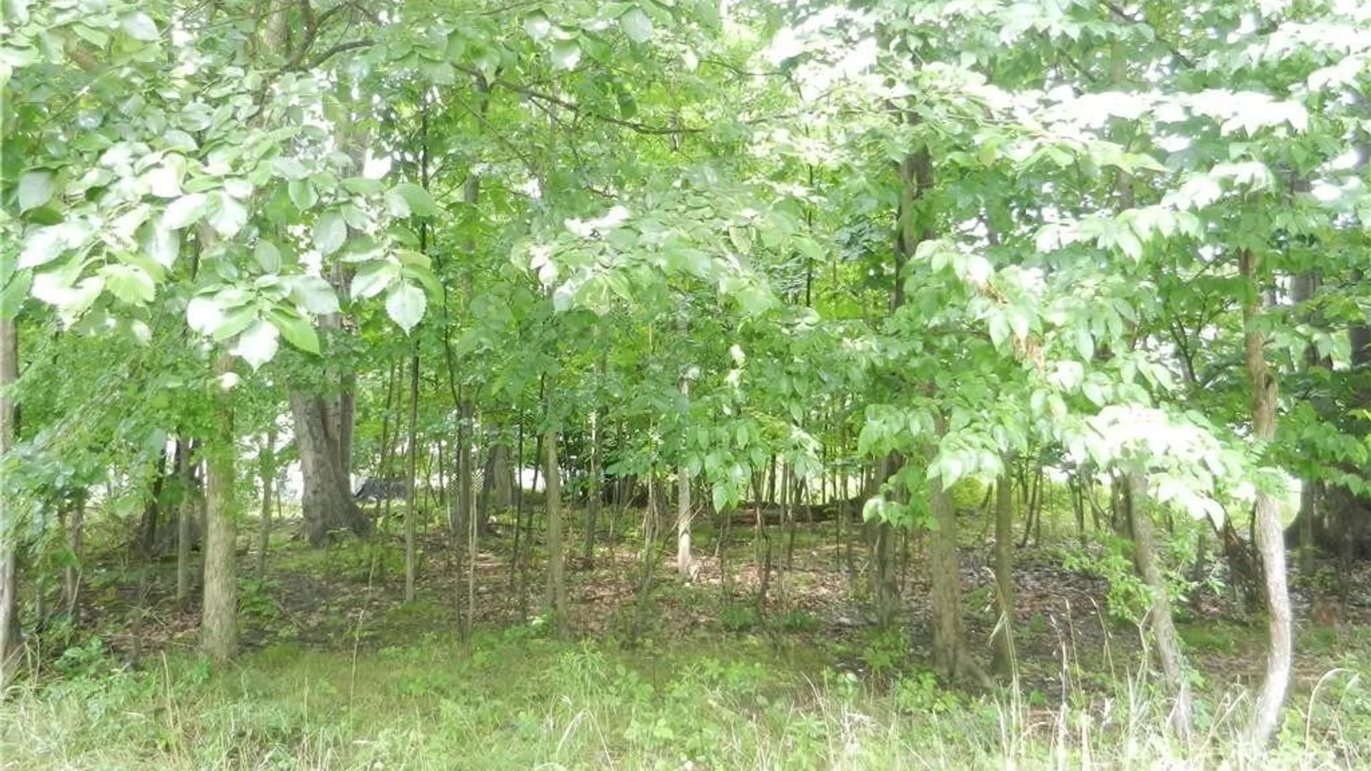 Property at 9815 Redwing Street, Evans, NY 14006 2