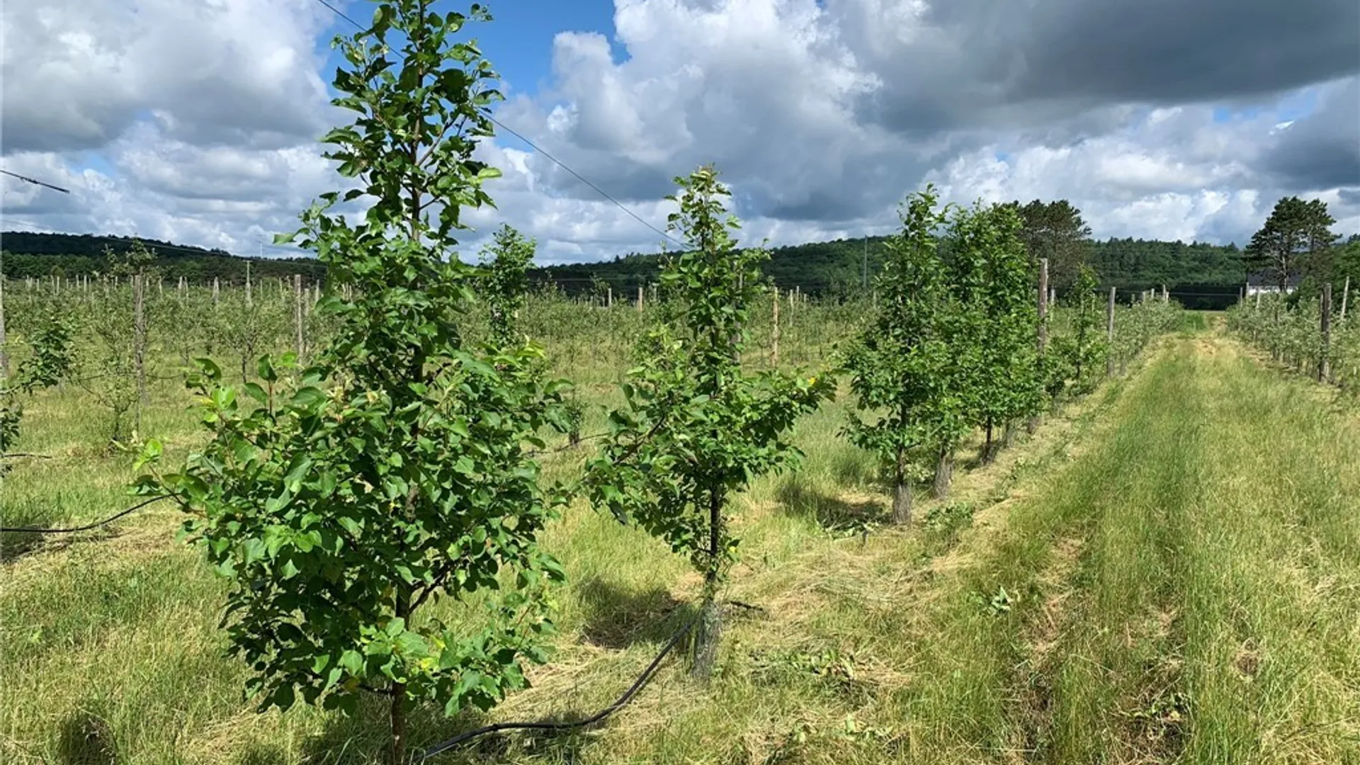 Property at 646 State Highway 3, Pitcairn, NY 13648 13