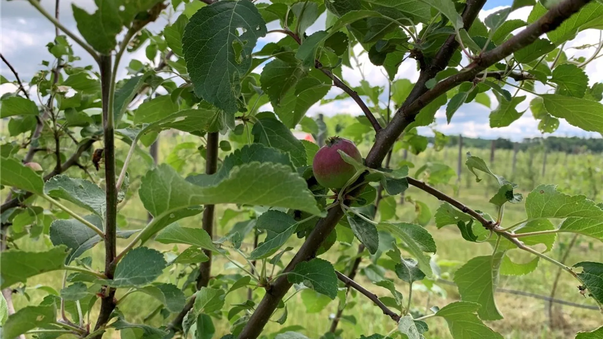 Property at 646 State Highway 3, Pitcairn, NY 13648 18