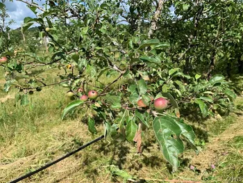 646 State Highway 3, Pitcairn, NY 13648