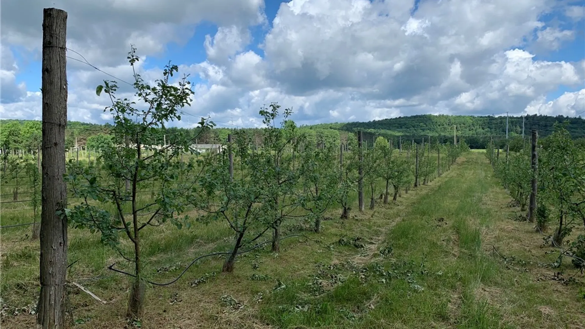 Property at 646 State Highway 3, Pitcairn, NY 13648 23