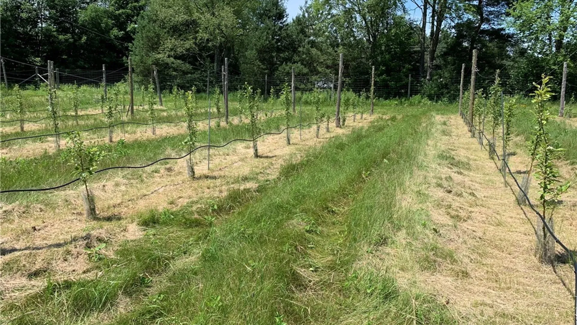 Property at 646 State Highway 3, Pitcairn, NY 13648 25