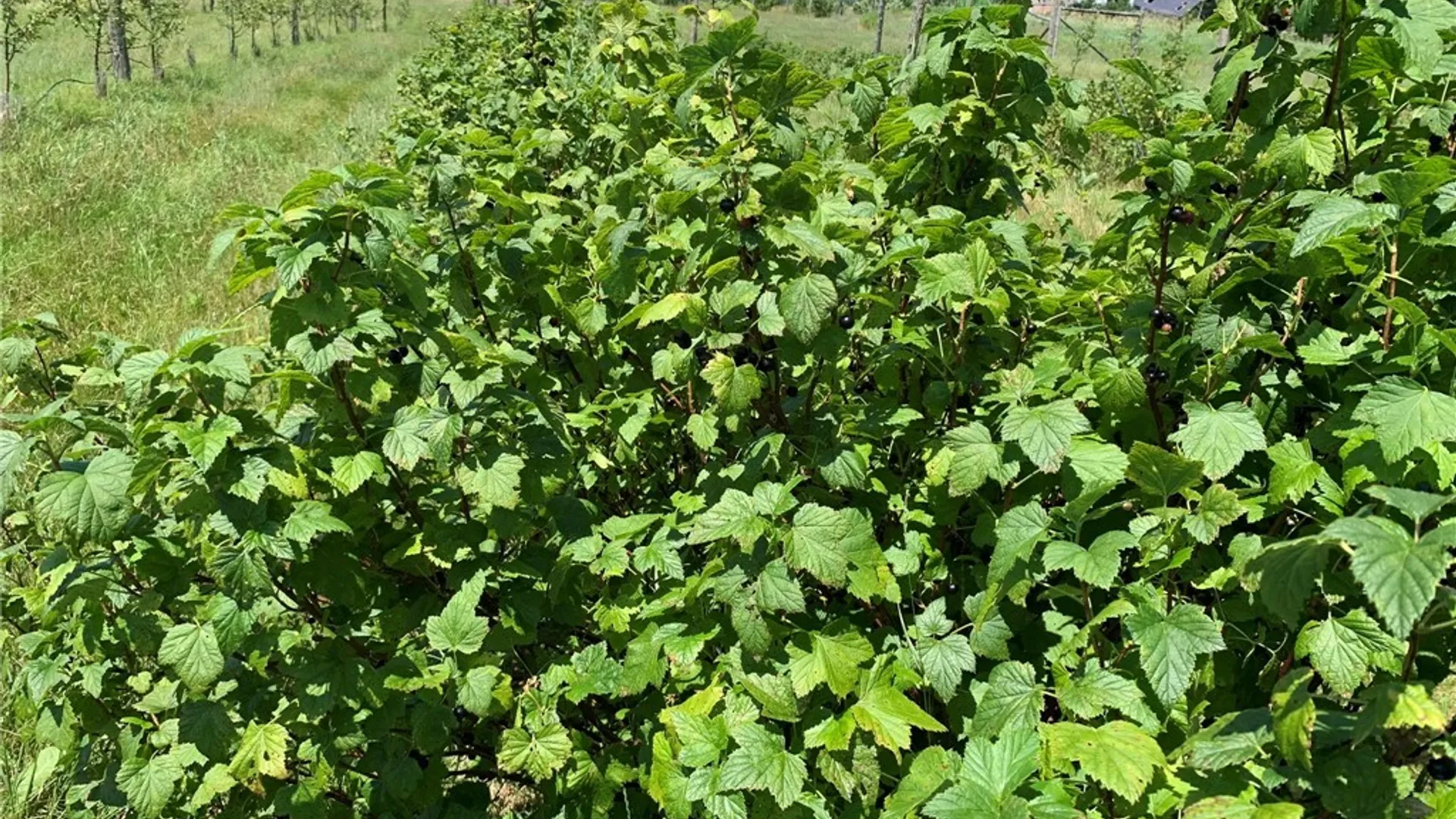 Property at 646 State Highway 3, Pitcairn, NY 13648 31