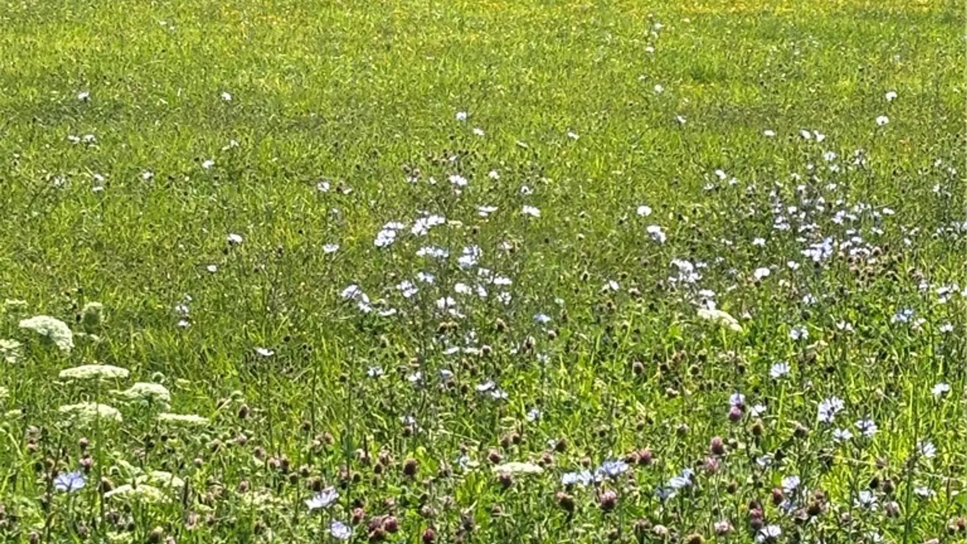 Property at 43 Baitz Avenue, Buffalo, NY 14206 4