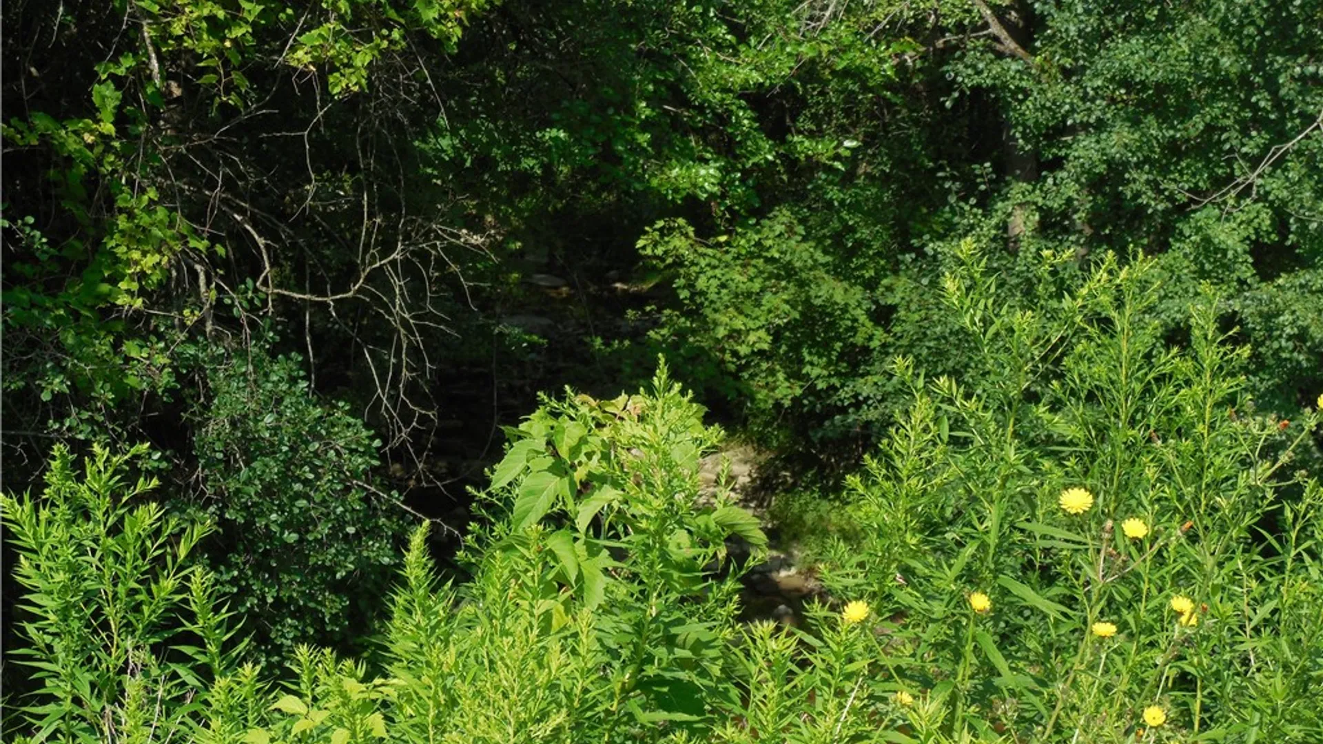 Property at 15 Clymer Street, Auburn, NY 13021 14