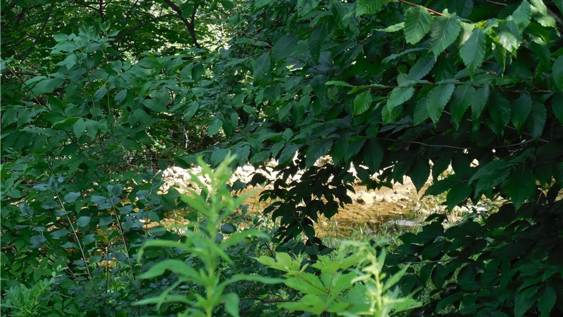 Property at 15 Clymer Street, Auburn, NY 13021 15