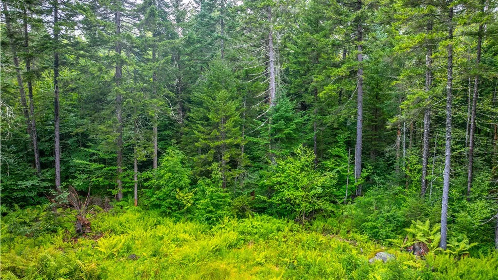 Property at 339 State Route 8, Morehouse, NY 13353 25