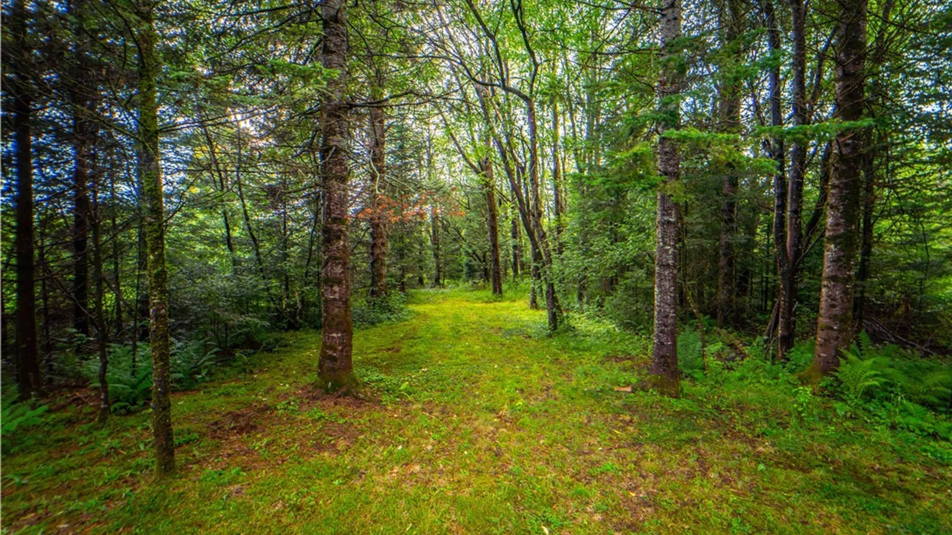 Property at 339 State Route 8, Morehouse, NY 13353 8