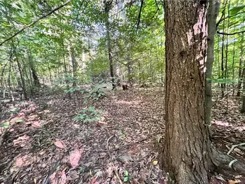 Property at Lot 3 Lockwood Run Road, Baldwin, NY 14902