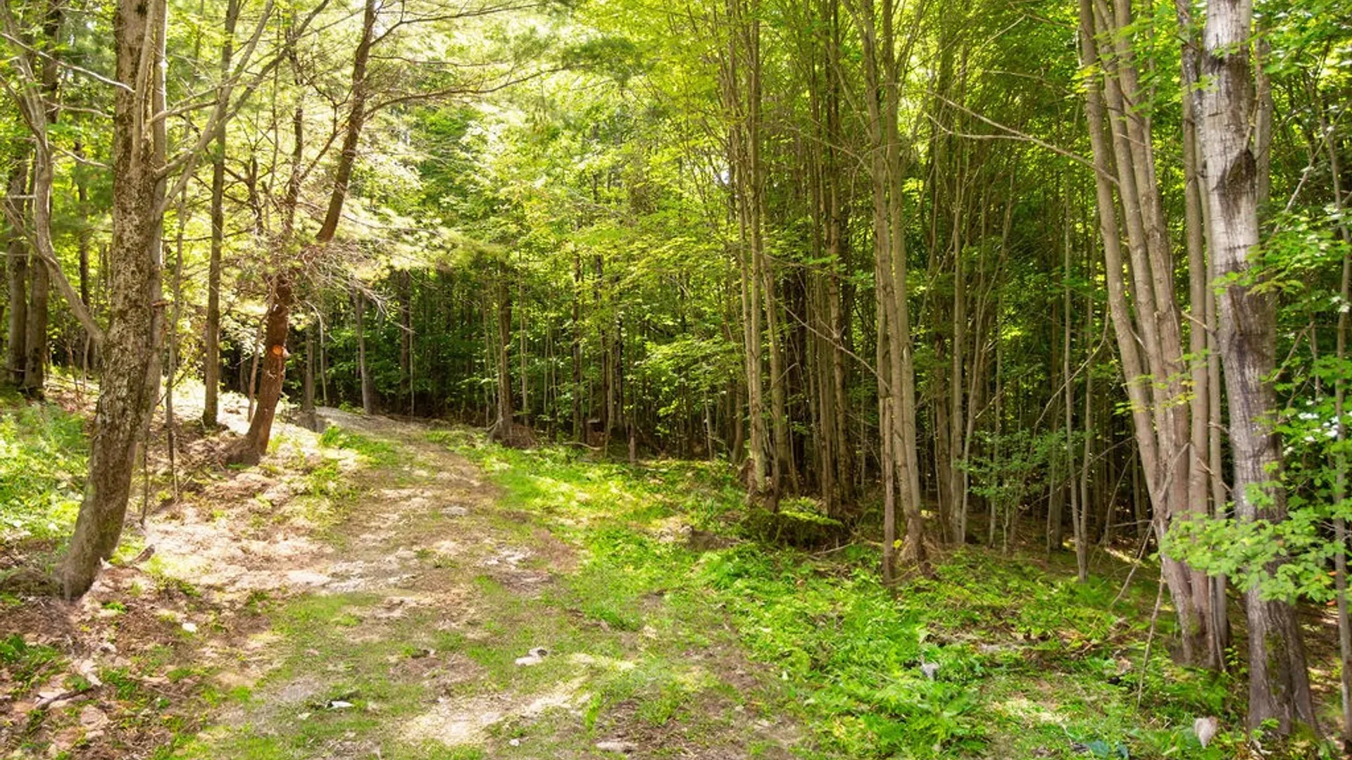 Property at Lot 2 Warren Road, Meredith, NY 13753 4