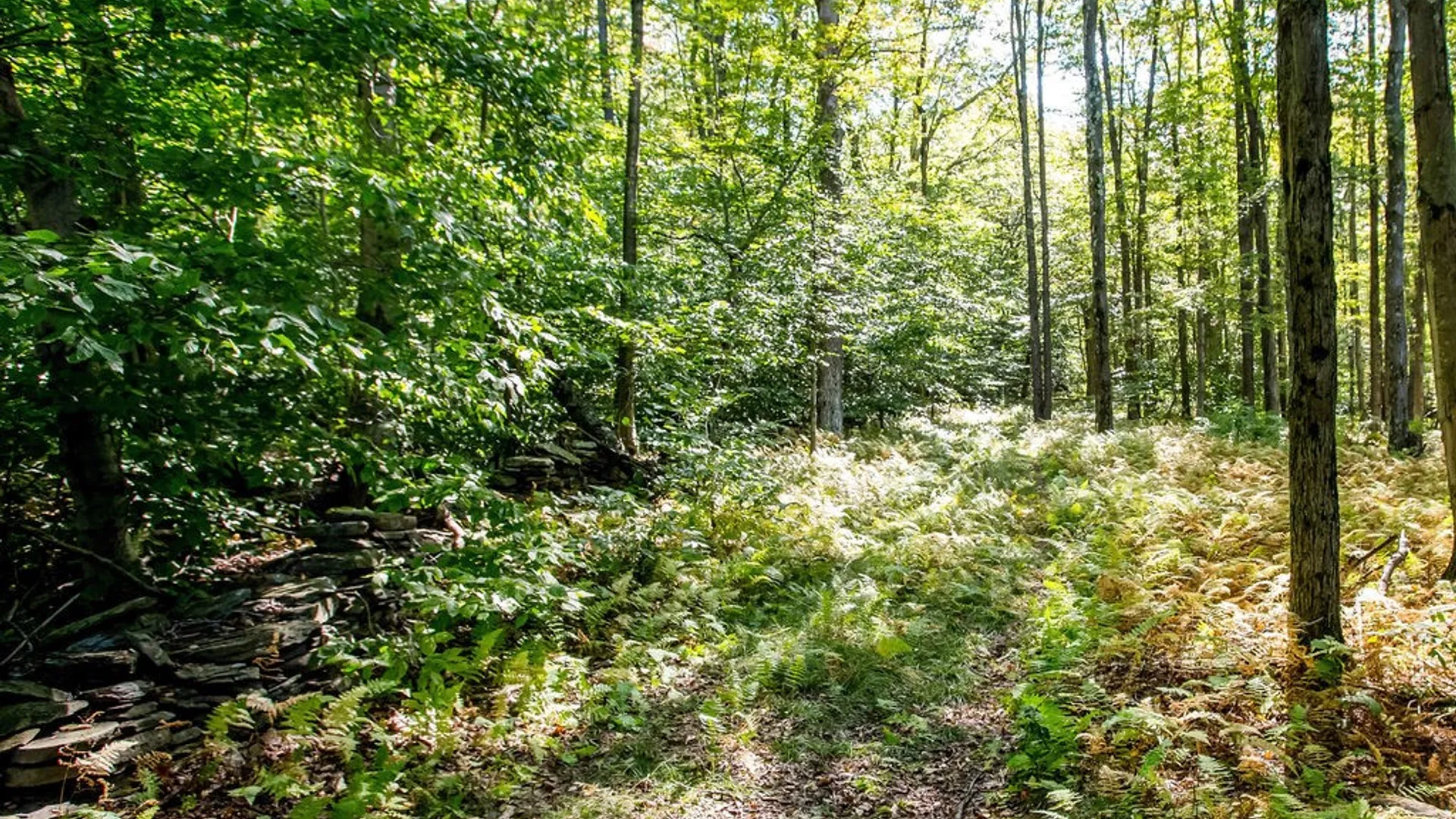 Property at Lot 2 Warren Road, Meredith, NY 13753 5