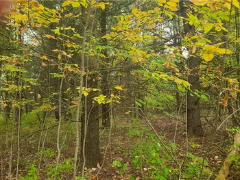 Property at 0 Talbort Hill Road, Tyrone, NY 14837