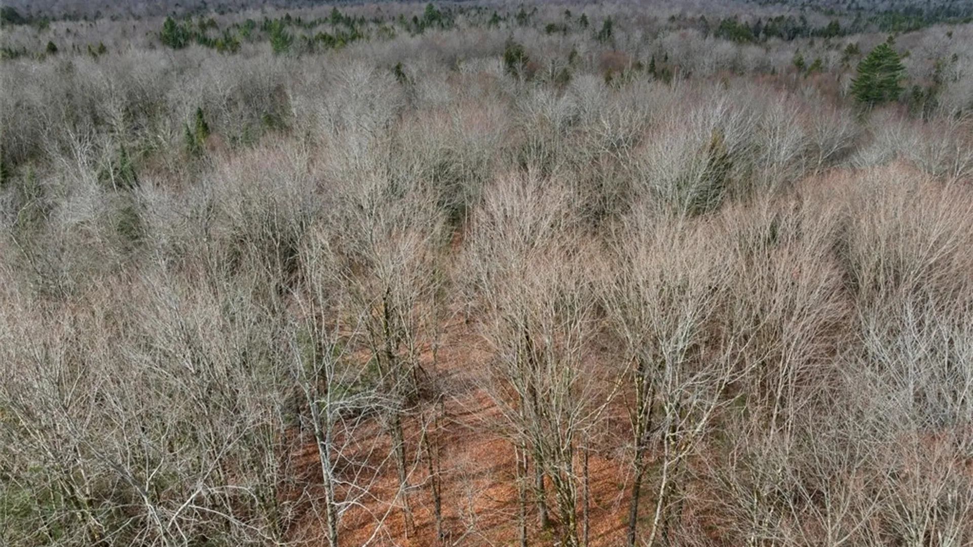 Property at 0 Christman Road Road, Ohio, NY 13324 13