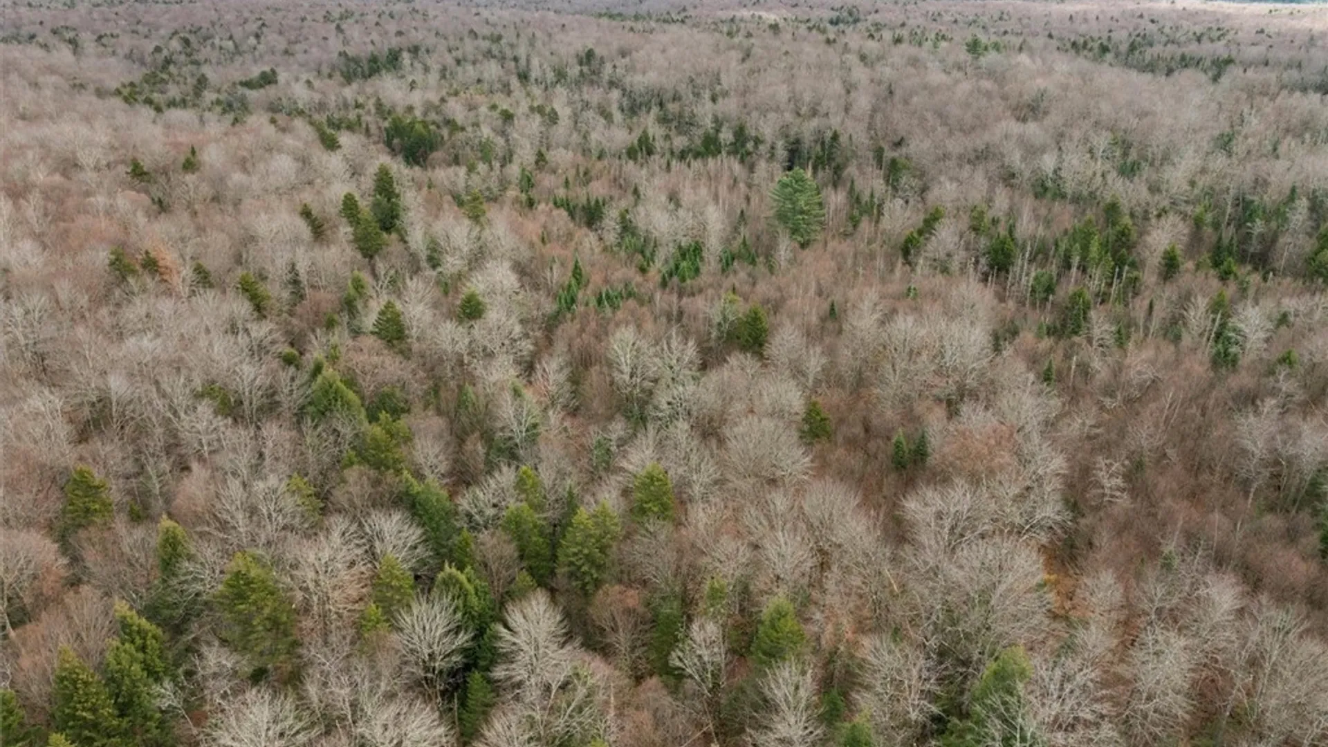 Property at 0 Christman Road Road, Ohio, NY 13324 16