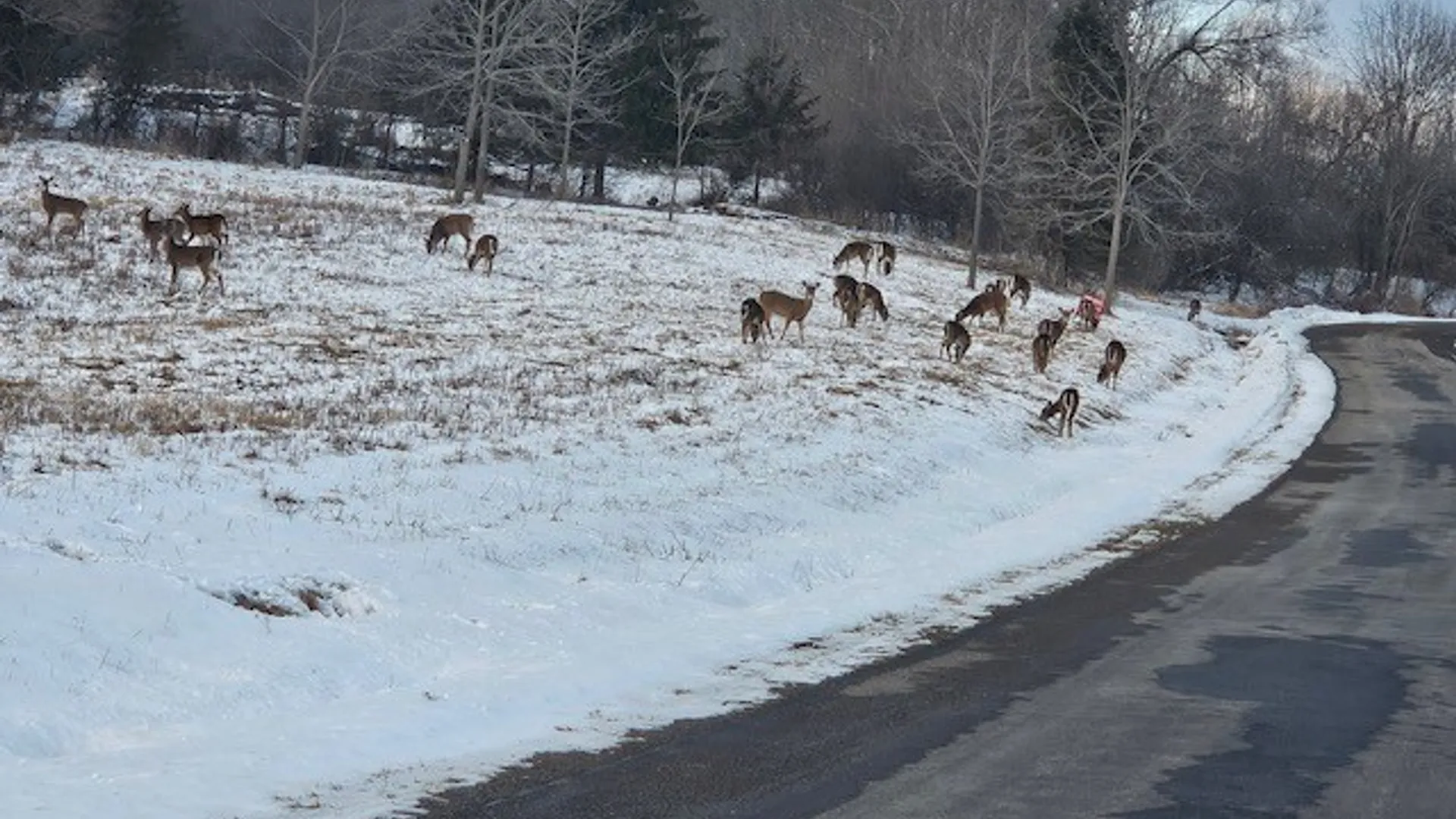 Property at 0 Ingraham Road, Amity, NY 14813 3