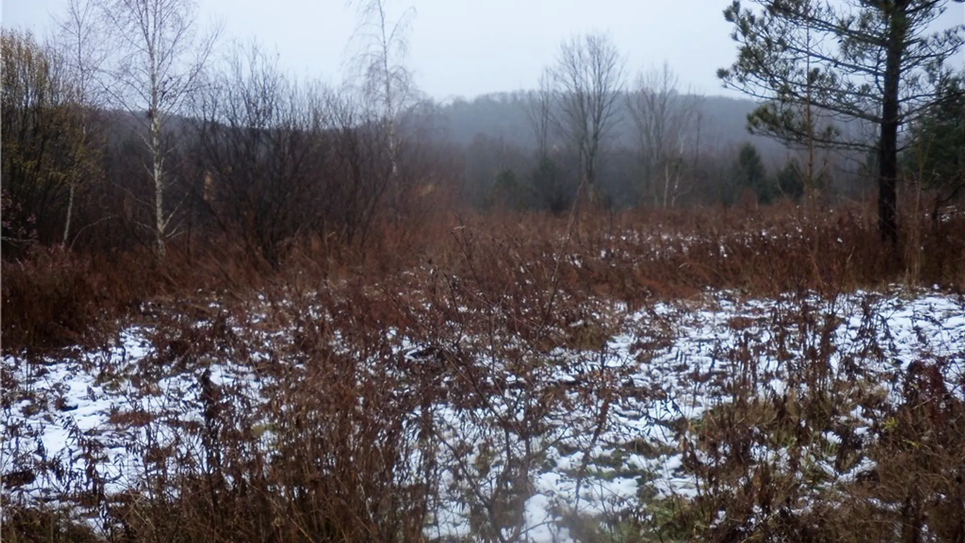 Property at Hardy Crn Road, Farmersville, NY 14737 4
