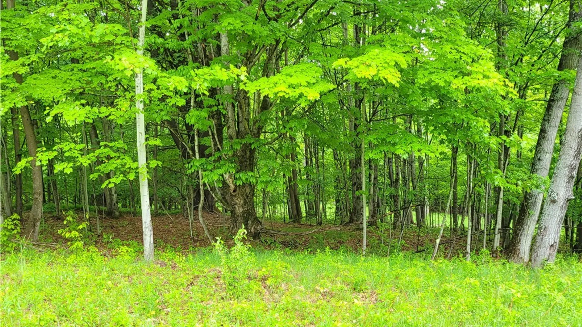 Property at 0 Cr-24- Lot 18, Grove, NY 14884 3