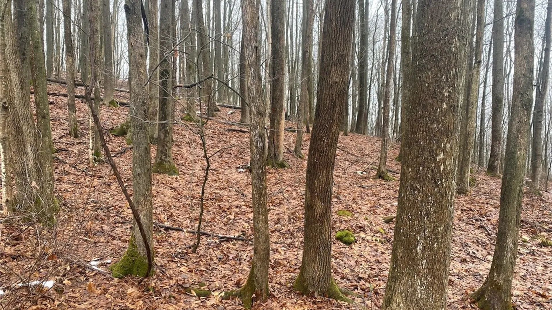 Property at 4409 State Route 275, Friendship, NY 14739 13