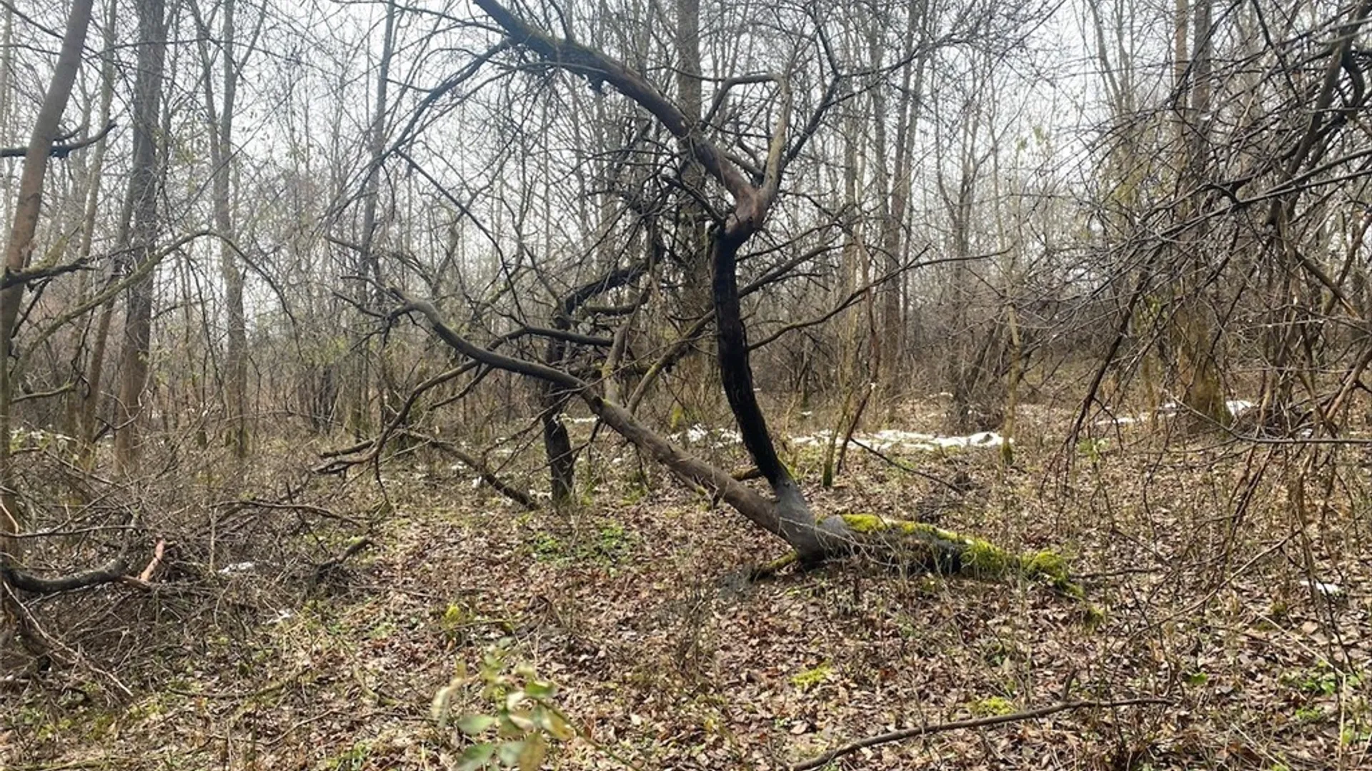 Property at 4409 State Route 275, Friendship, NY 14739 14