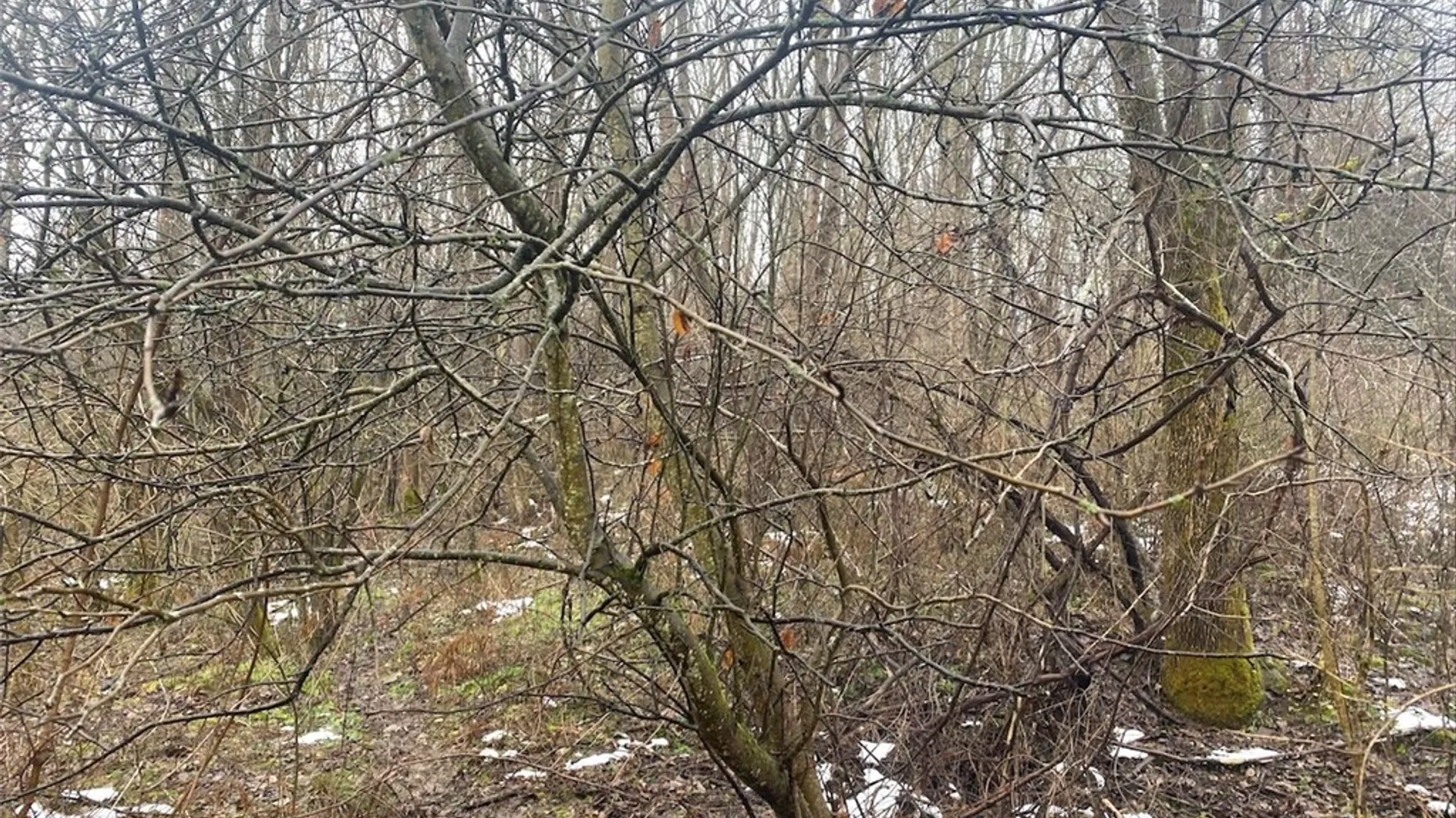 Property at 4409 State Route 275, Friendship, NY 14739 16