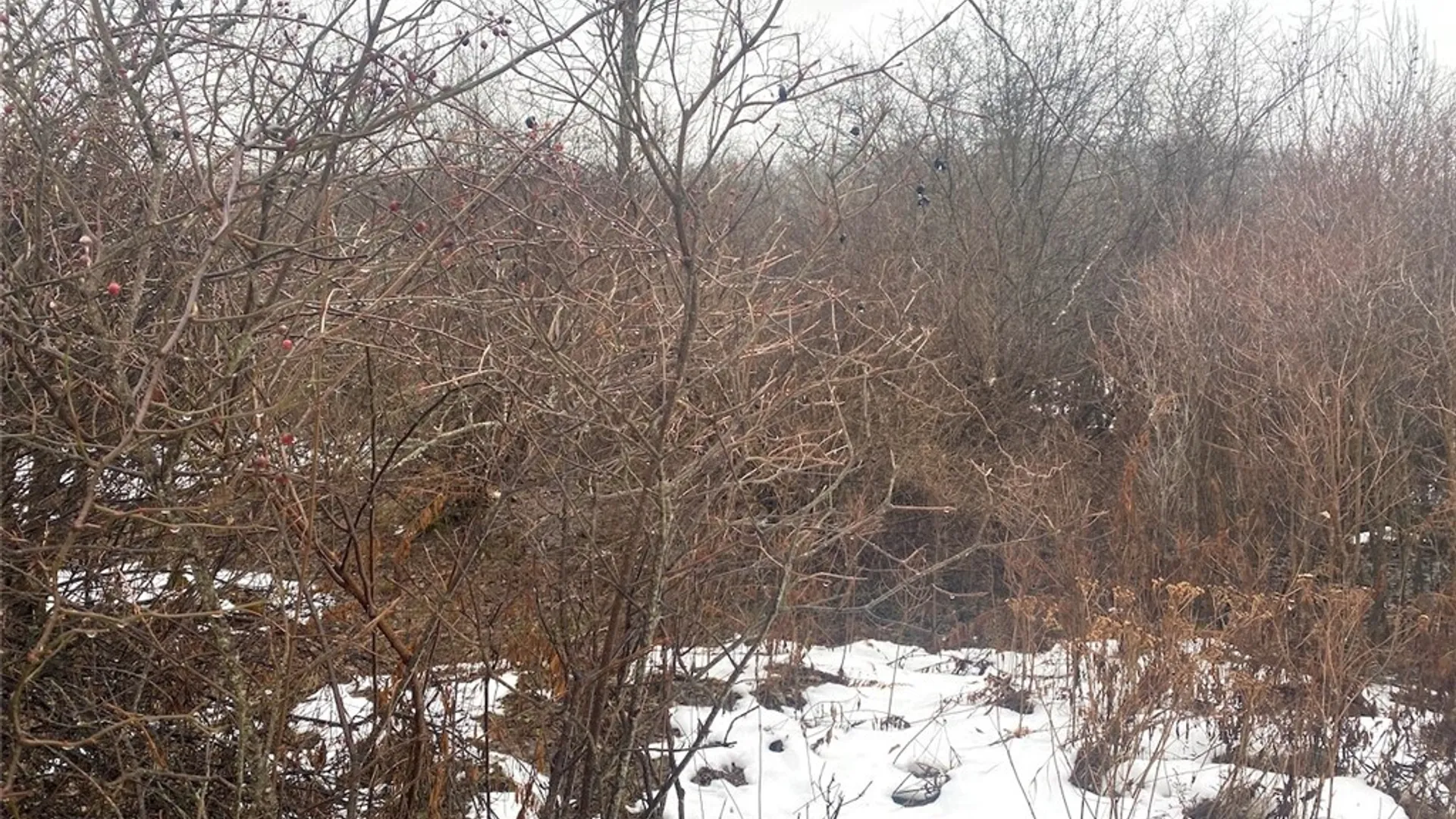 Property at 4409 State Route 275, Friendship, NY 14739 8
