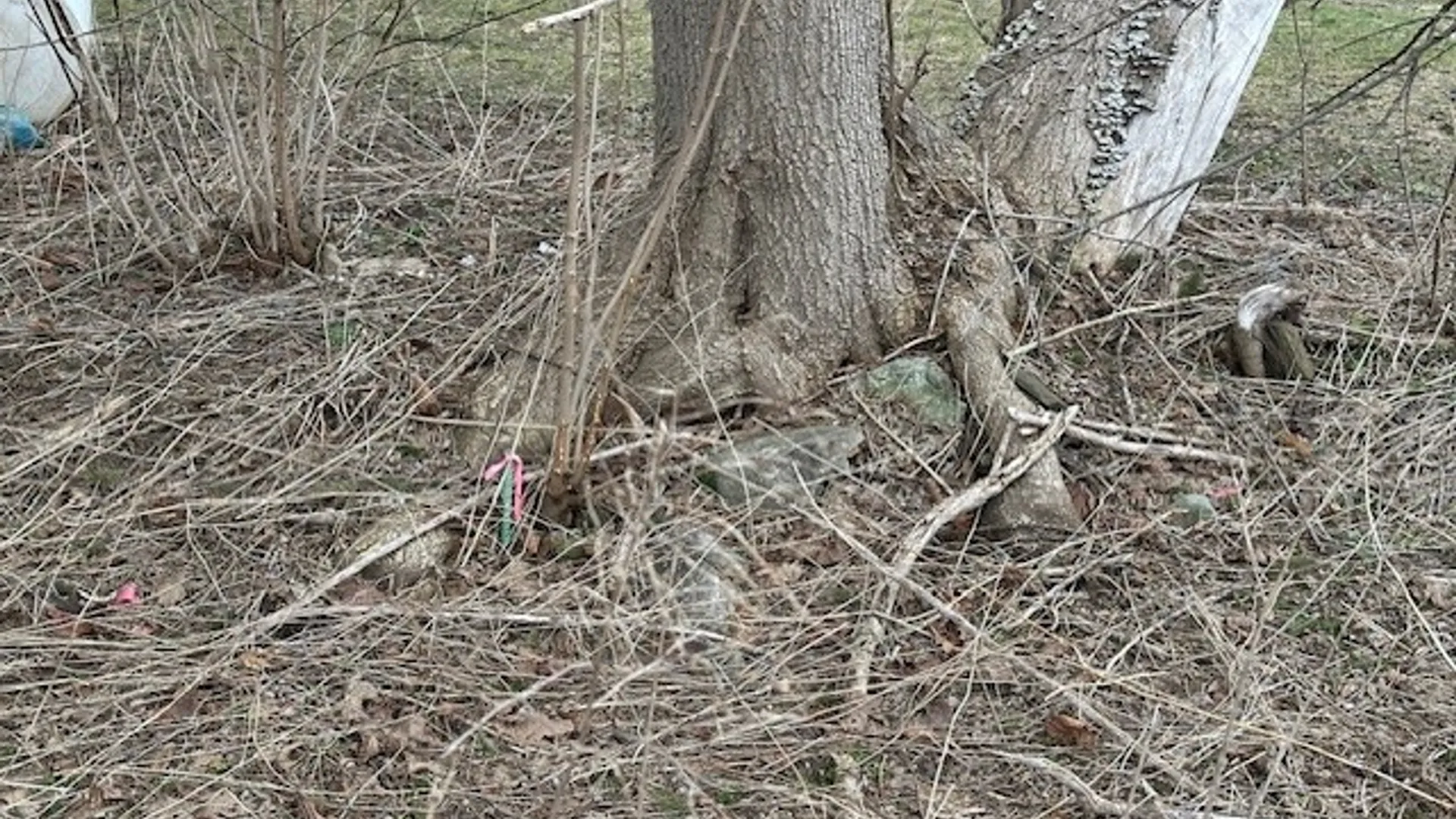 Property at 5624 Route 16, Ischua, NY 14743 7