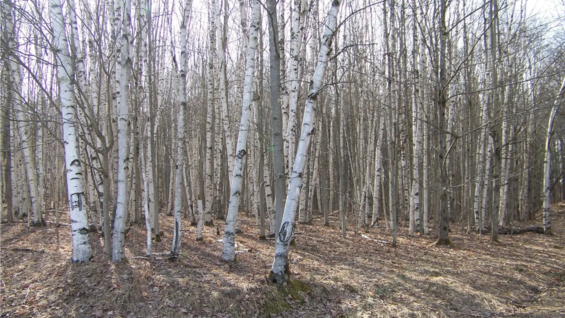 Property at 191 West Extension, Laurens, NY 13820 8