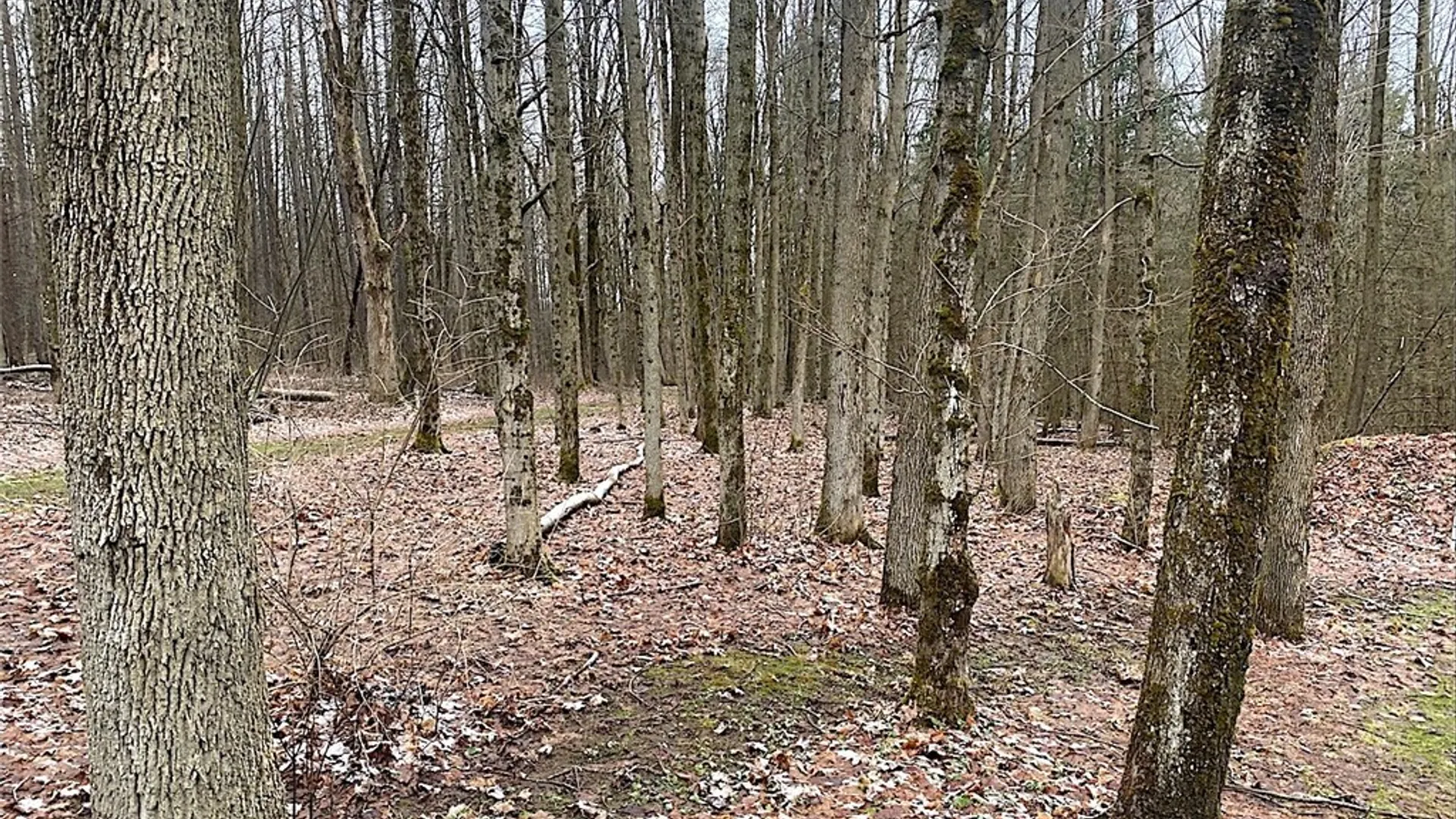 Property at 7523 Miller Road, West Almond, NY 14804 17