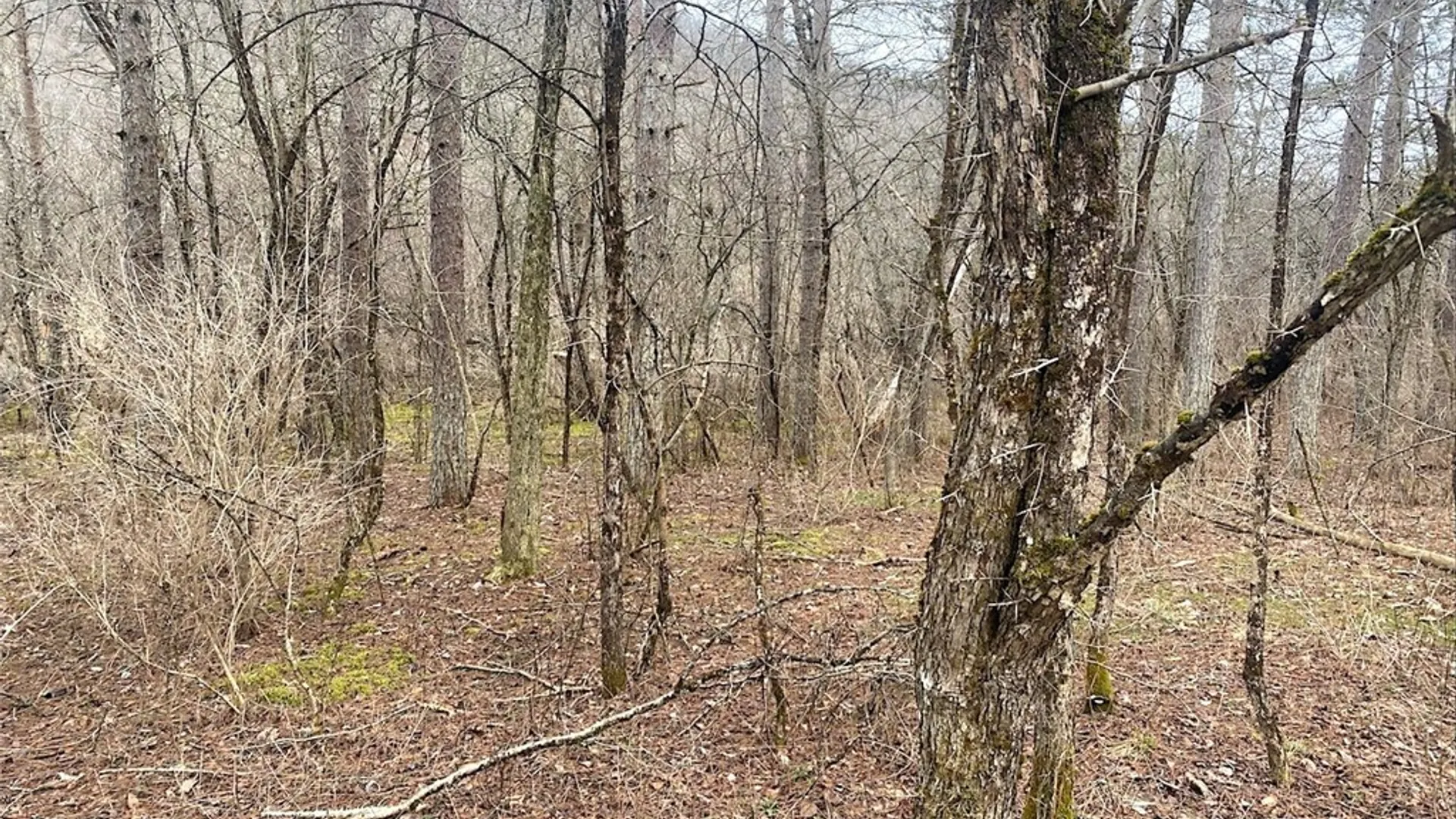 Property at Cr-38, Alma, NY 14708 5