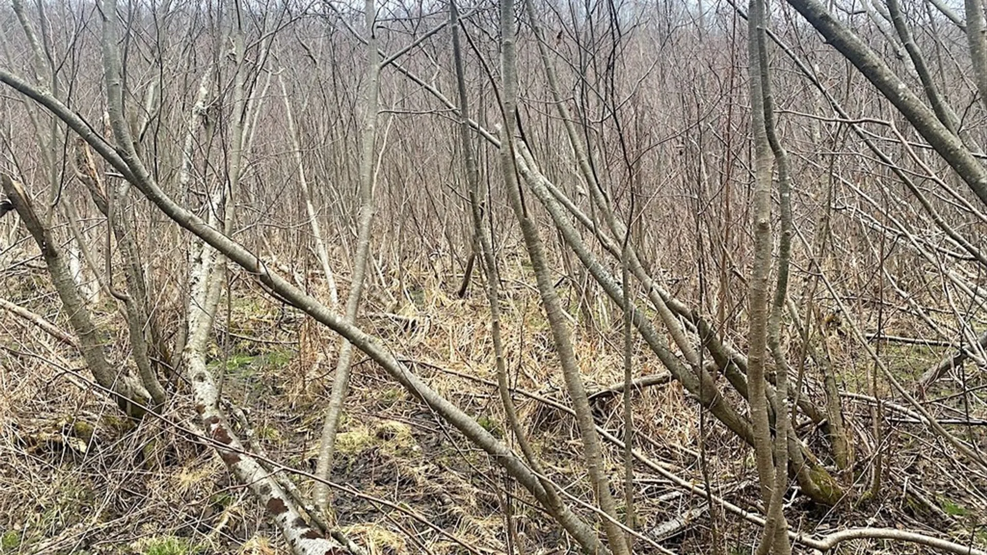 Property at Cr-38, Alma, NY 14708 6