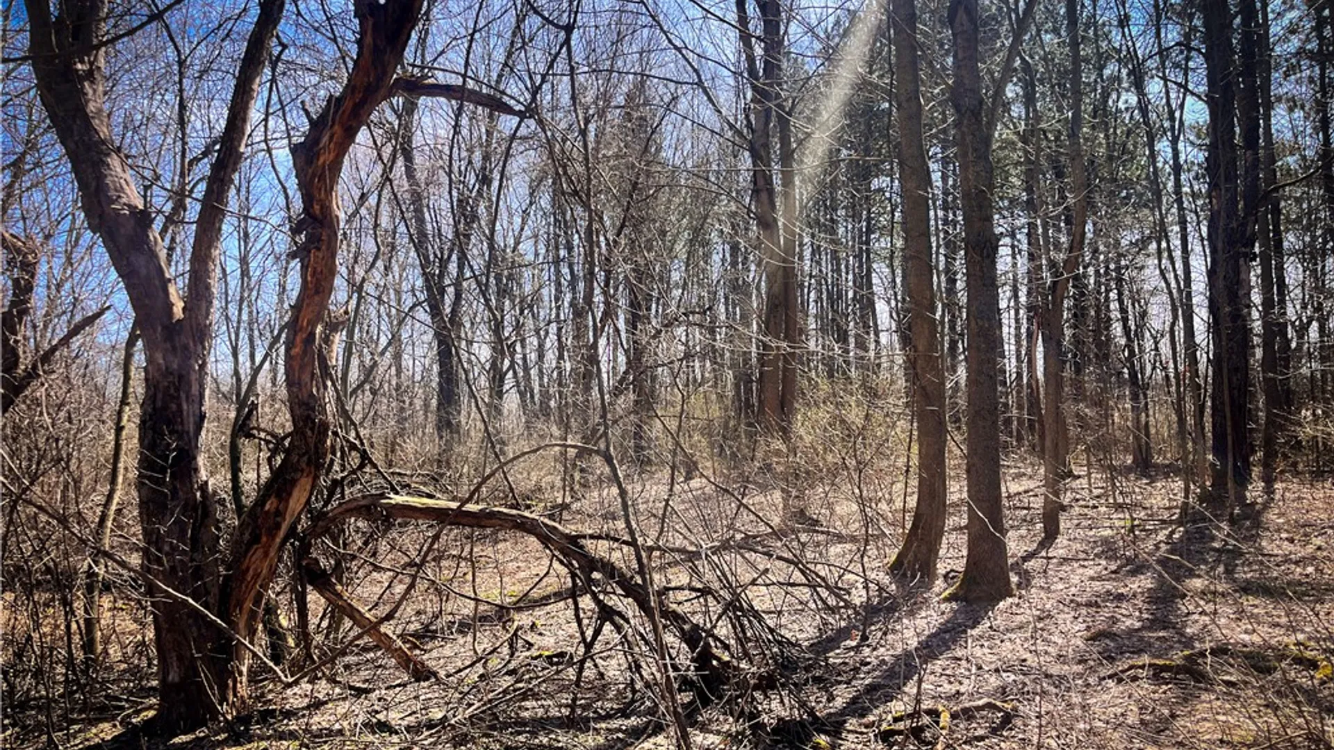 Property at Mason Road, New Haven, NY 13114 13