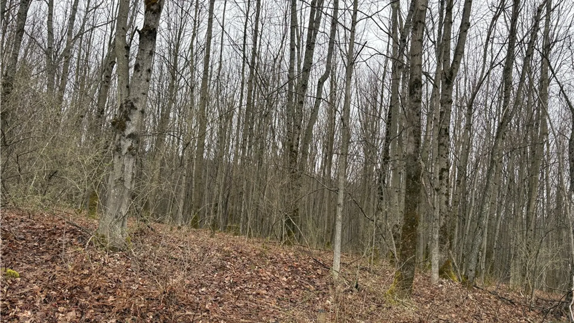 Property at Pritchard Road, Plainfield, NY 13491 22