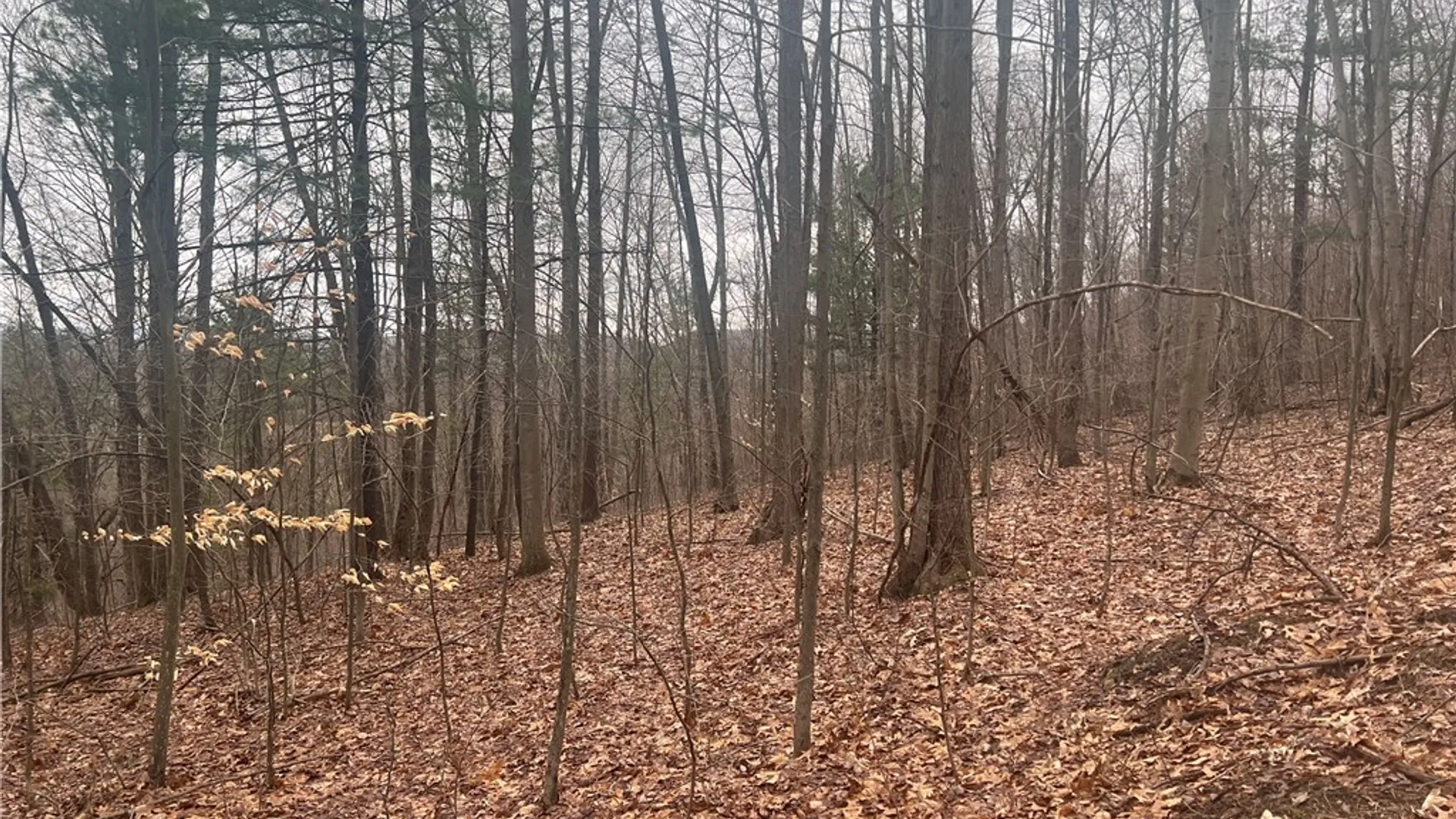 Property at v/l Bunker Hill Road, Cold Spring, NY 14772 14