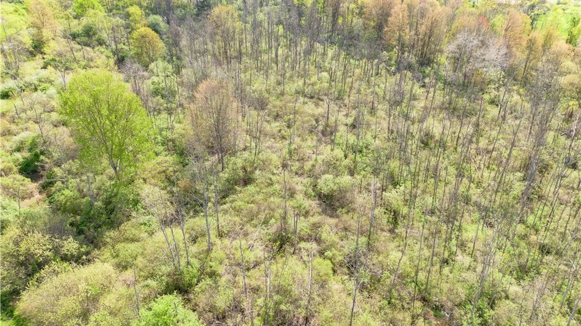 Property at 861 Warren Road, Carroll, NY 14738 11