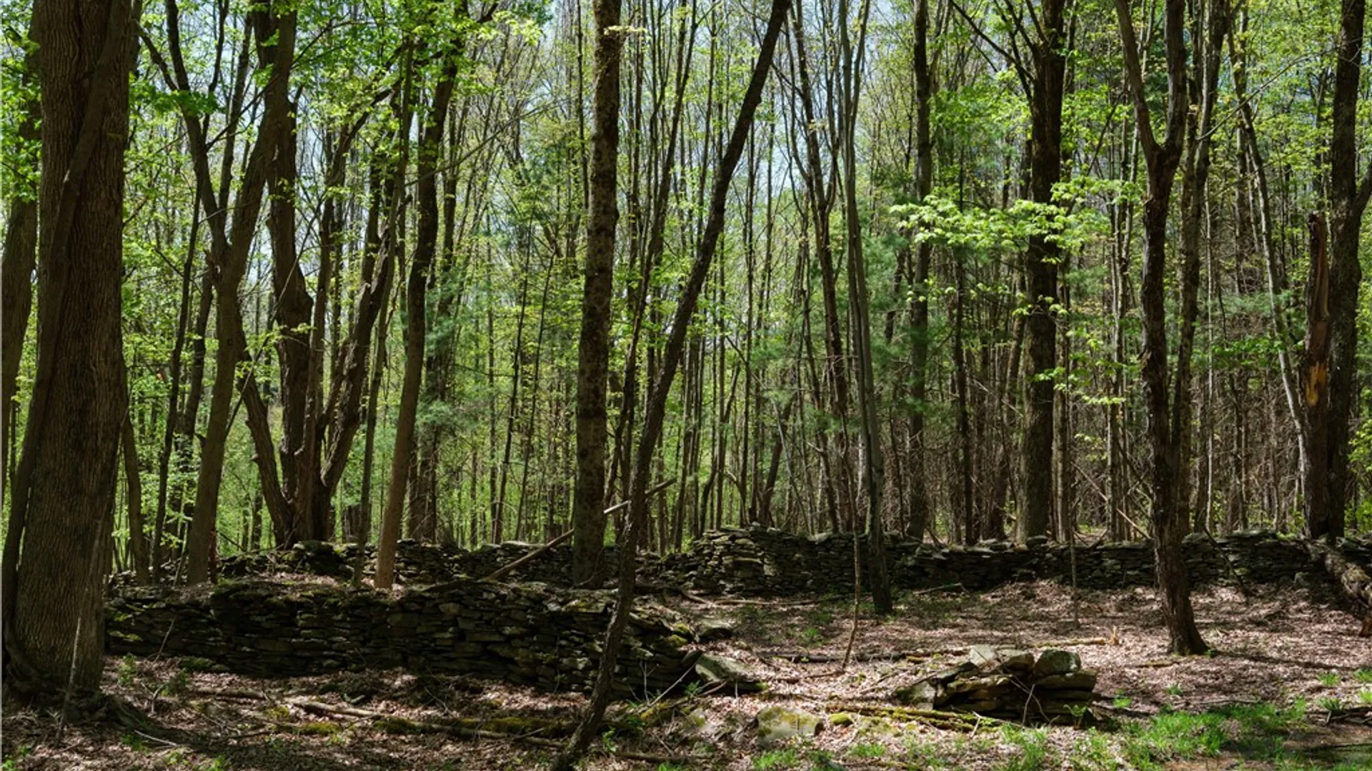 Property at Sanly Road, Franklin, NY 13839 10