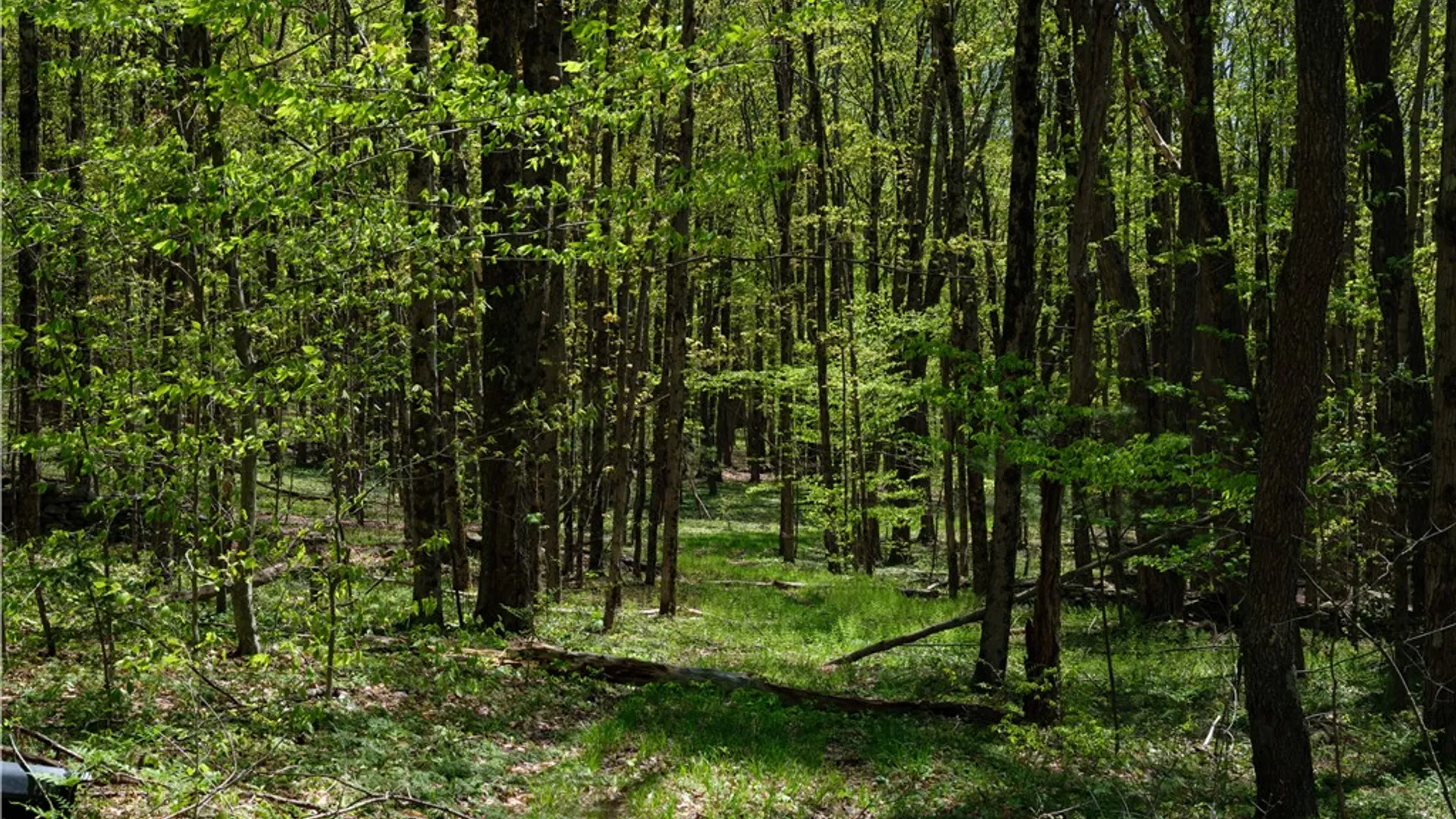 Property at Sanly Road, Franklin, NY 13839 7