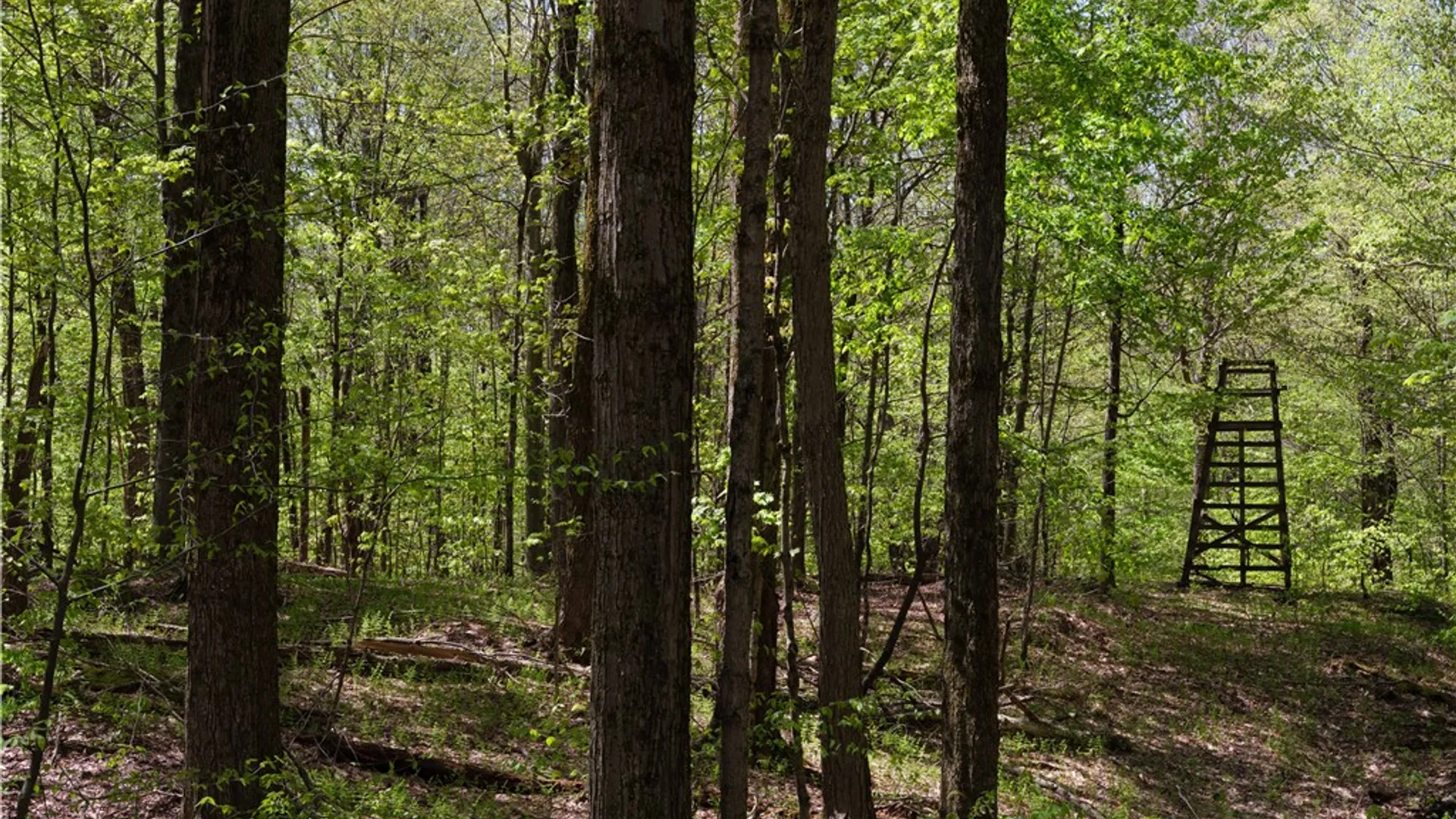 Property at Sanly Road, Franklin, NY 13839 8