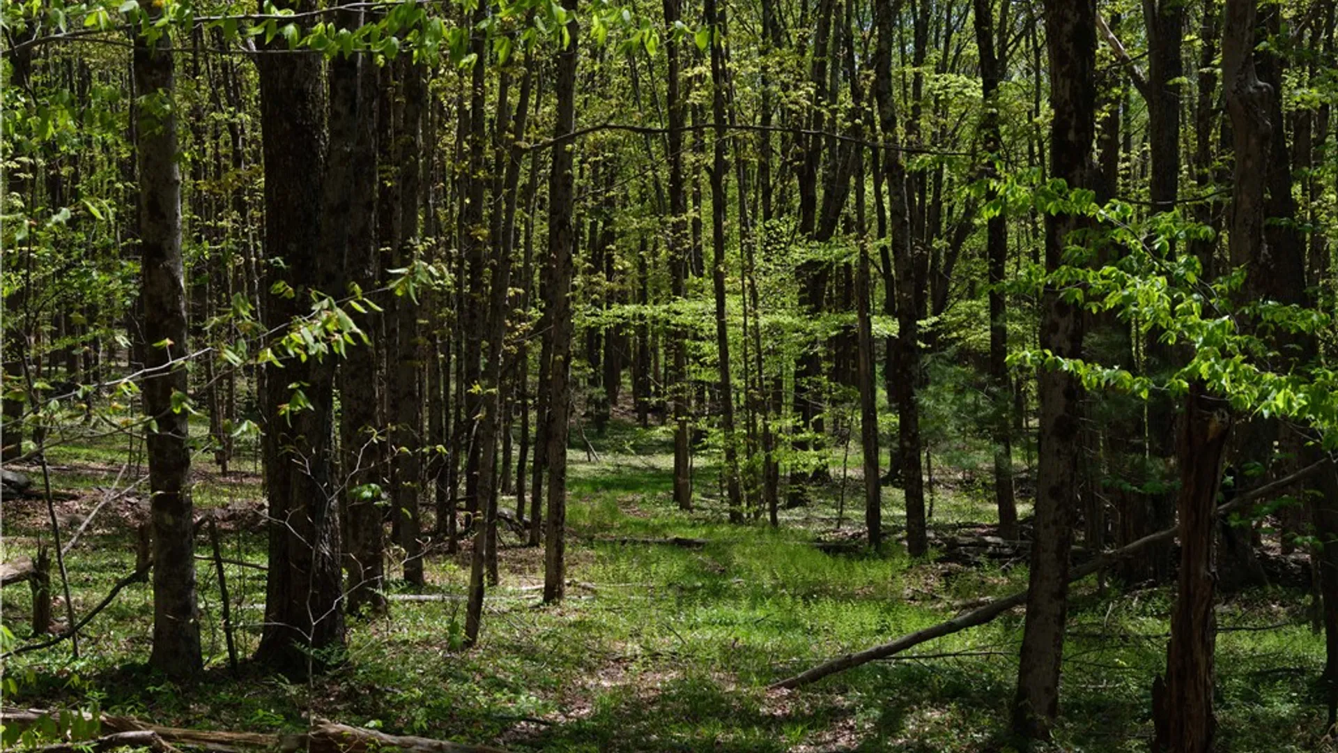 Property at Sanly Road, Franklin, NY 13839 9