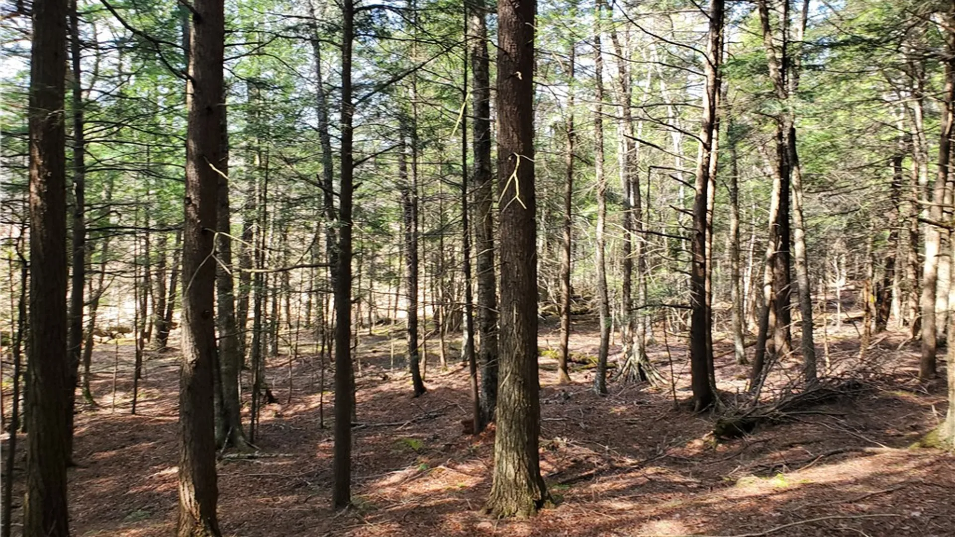 Property at Lot #10 Goddards Road, New Lisbon, NY 13810 29