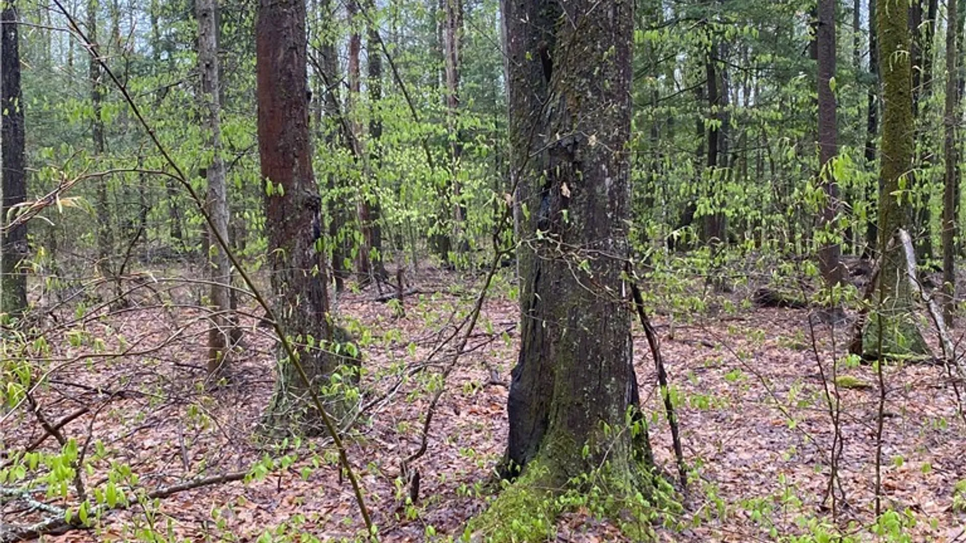 Property at Rome-Taberg Road, Annsville, NY 13471 7