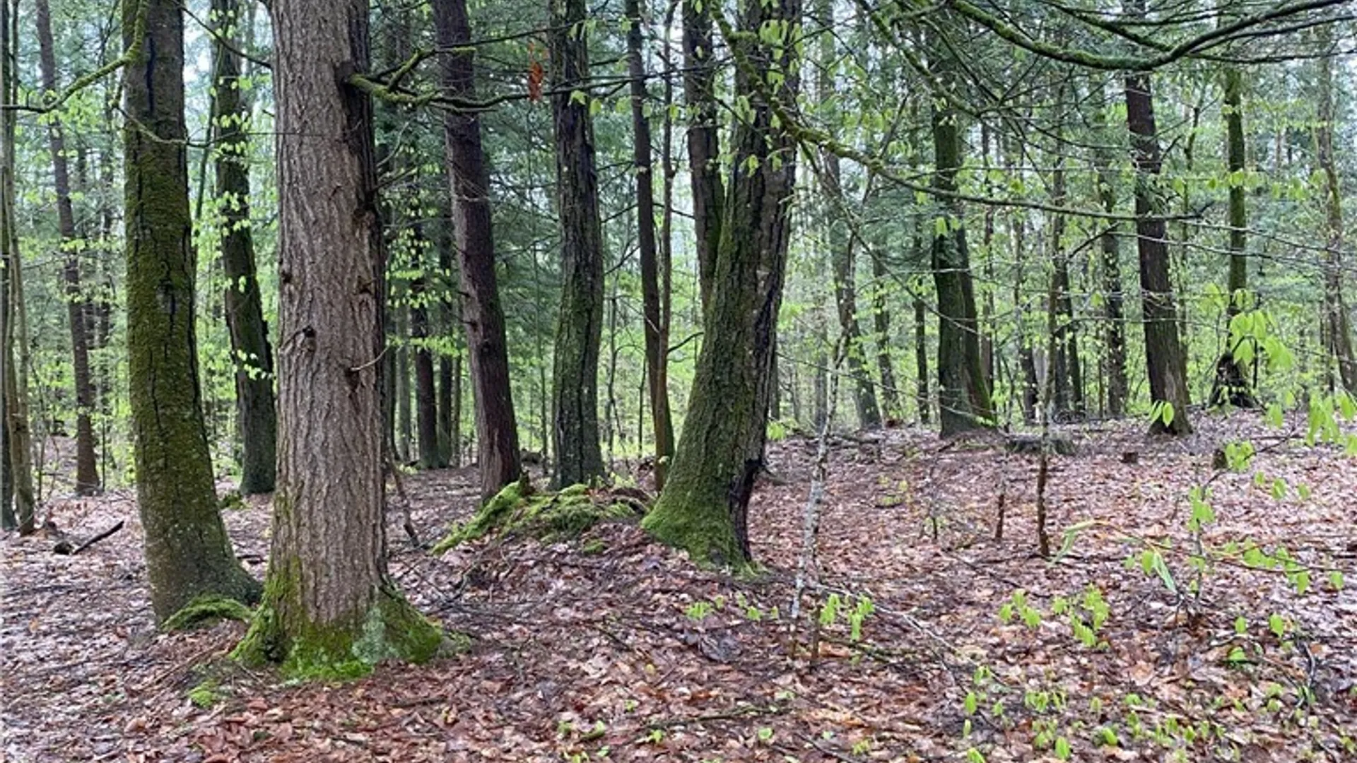 Property at Rome-Taberg Road, Annsville, NY 13471 8