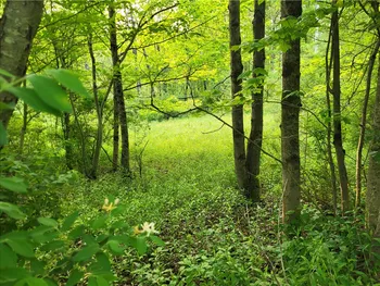 Property at Lot 14.1 Joe Road, Lincklaen, NY 13155