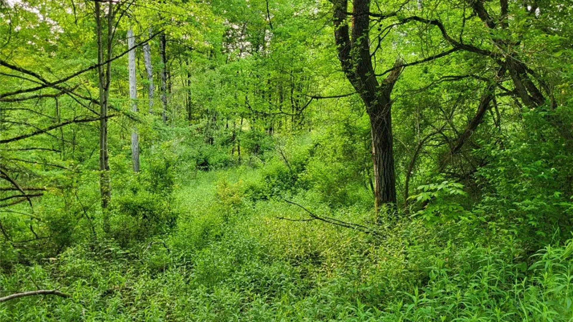 Property at Lot 14.1 Joe Road, Lincklaen, NY 13155 4